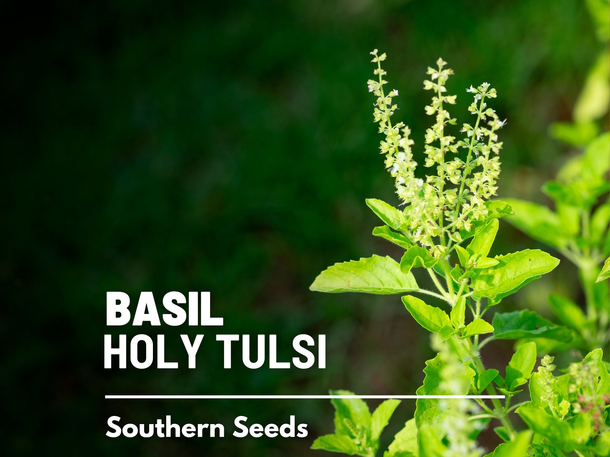Holy Basil Seeds (Tulsi, Kapoor) – Heirloom Sacred Herb, Easy to Grow, Top Choice for Home Apothecaries & Tea | 250 Seeds