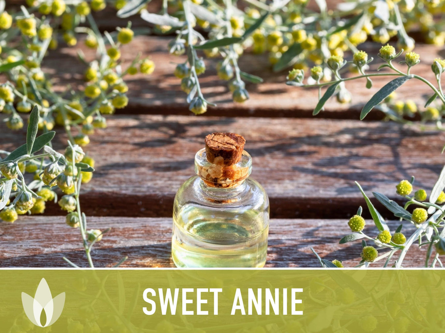 Sweet Annie Herb Seeds - Heirloom Seeds, Sweet Wormwood, Chinese Wormwood, Sagewort, Asian Seeds, Artemisia Annua, Open Pollinated, Non-GMO