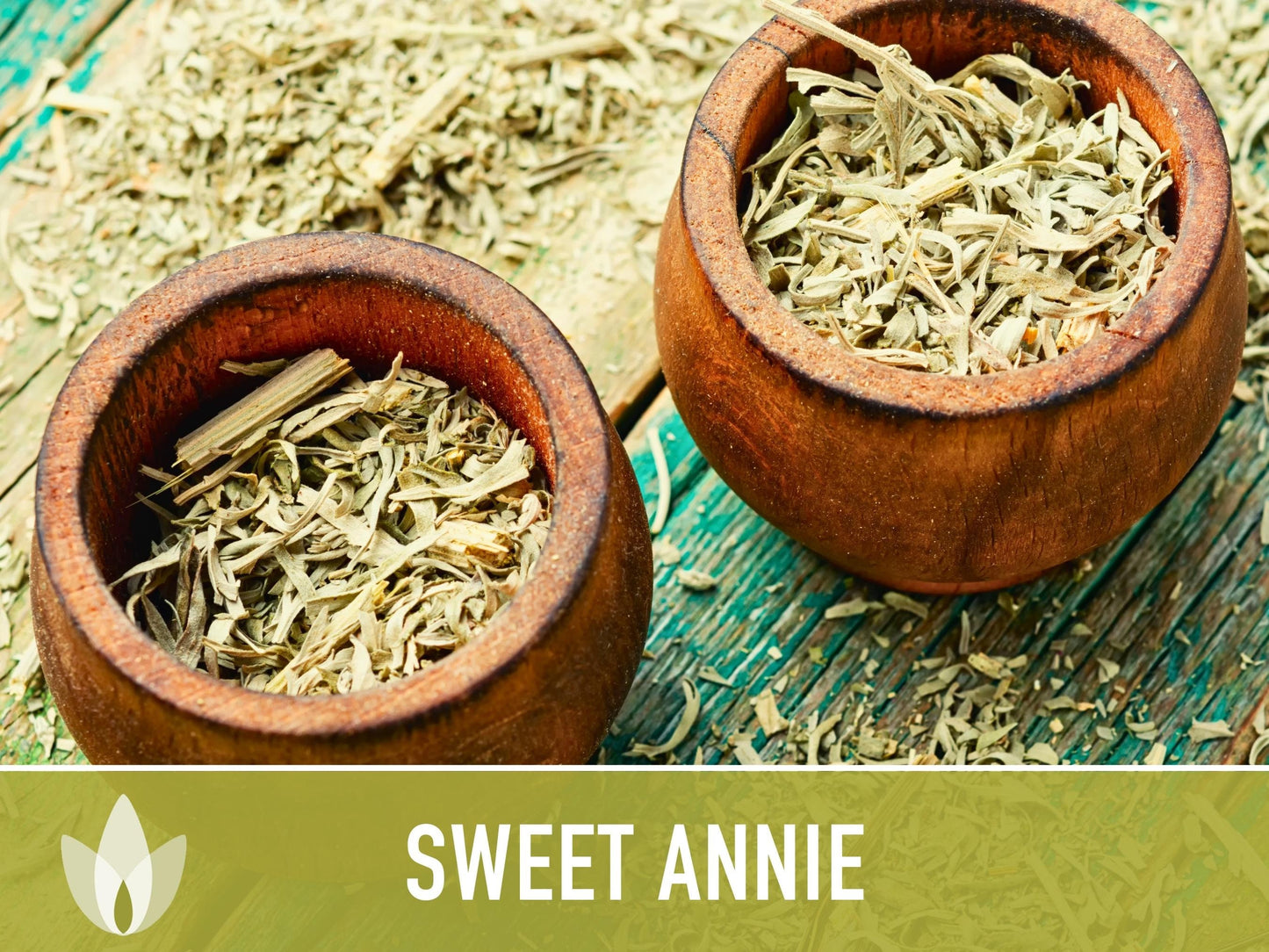 Sweet Annie Herb Seeds - Heirloom Seeds, Sweet Wormwood, Chinese Wormwood, Sagewort, Asian Seeds, Artemisia Annua, Open Pollinated, Non-GMO