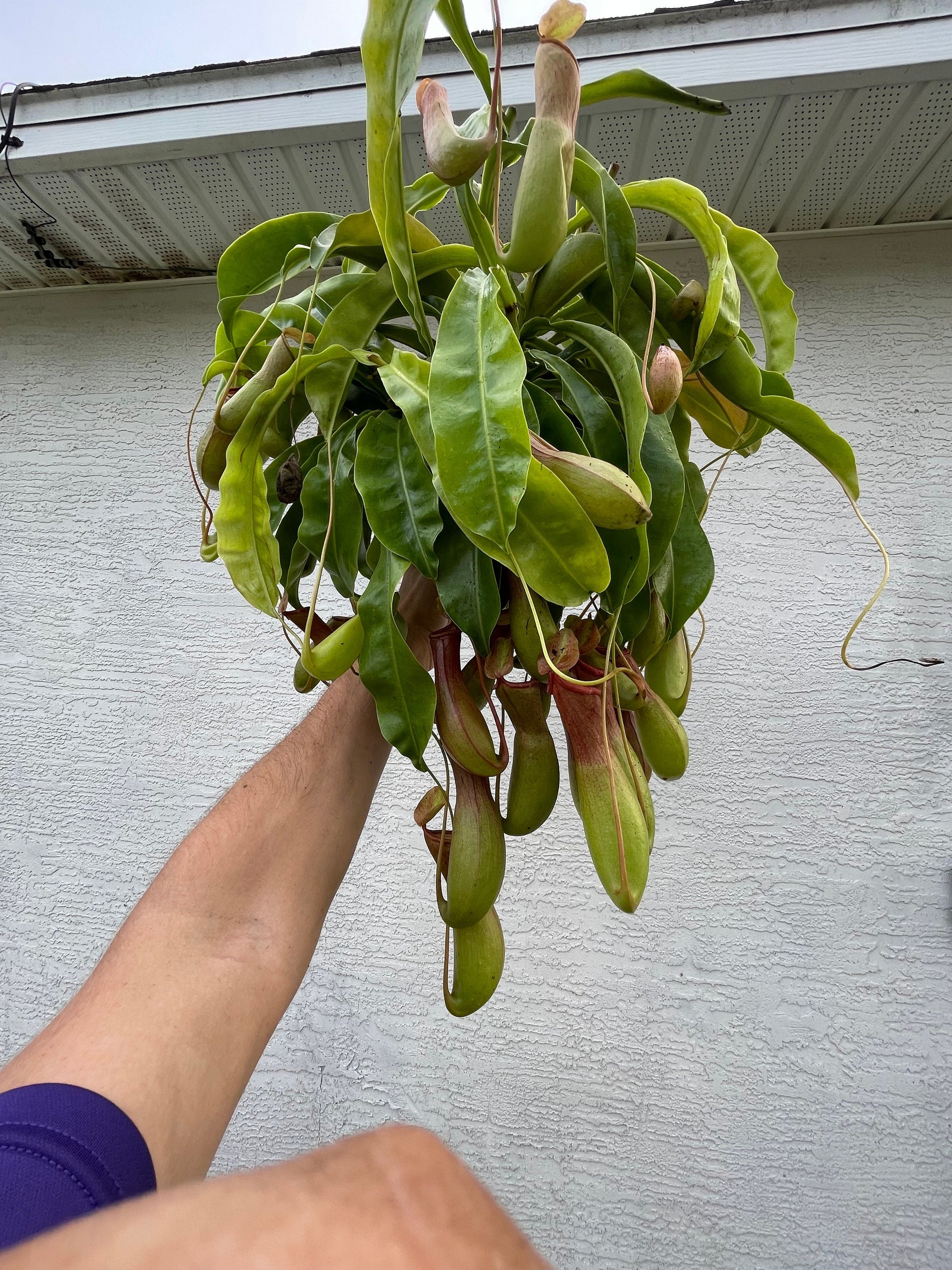 XXL Alata Pitcher Plant - Carnivorous Hanging Plant in 6'' Pot