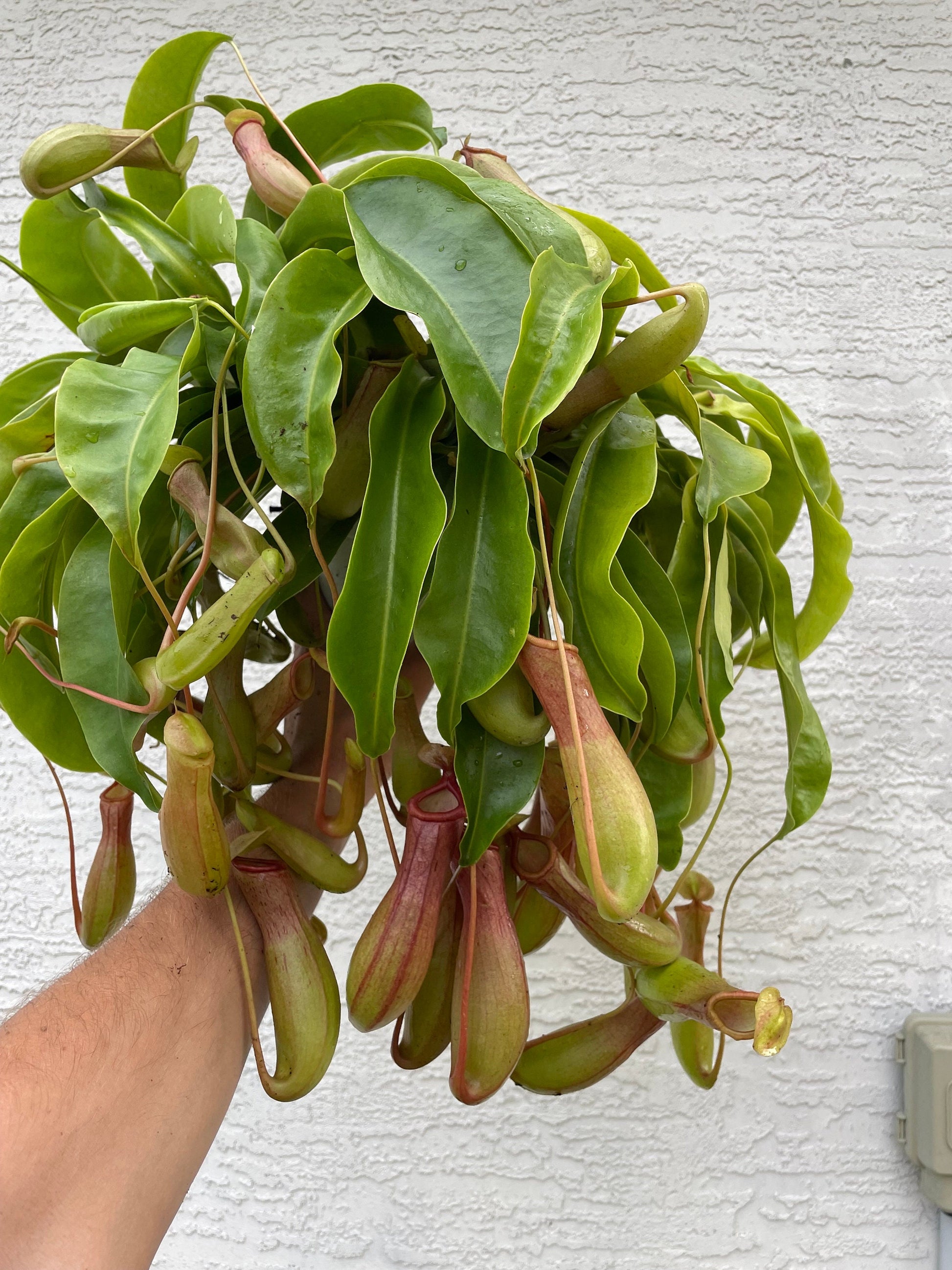 XXL Alata Pitcher Plant - Carnivorous Hanging Plant in 6'' Pot