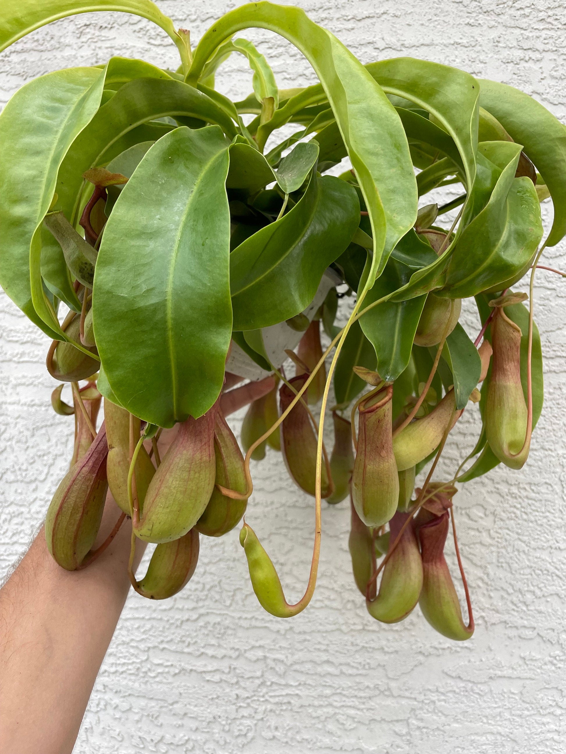 XXL Alata Pitcher Plant - Carnivorous Hanging Plant in 6'' Pot