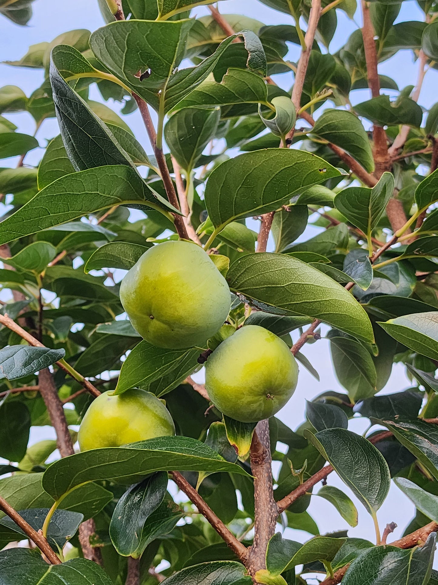 3 FUYU persimmons unrooted cuttings