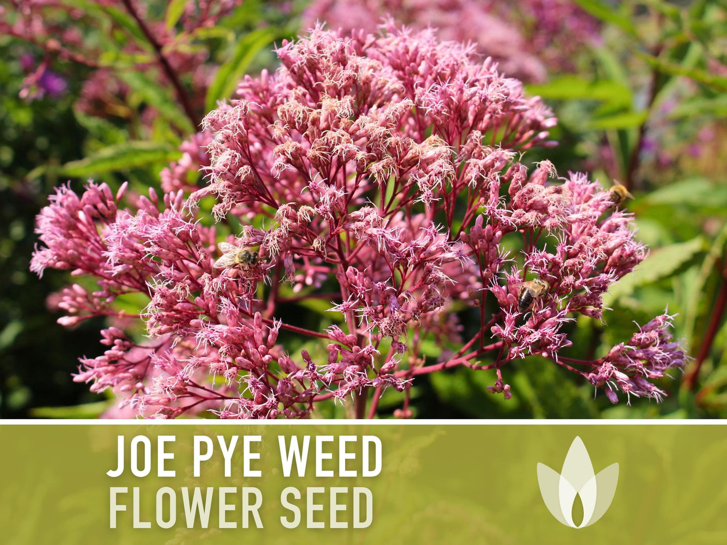 Joe Pye Weed, Spotted Flower Seeds - Heirloom Seeds, Native Seeds, Wildflower Seeds, Non-GMO