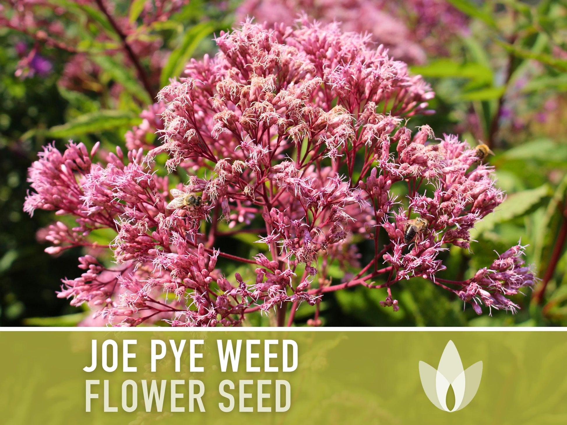 Joe Pye Weed, Spotted Flower Seeds - Heirloom Seeds, Native Seeds, Wildflower Seeds, Non-GMO