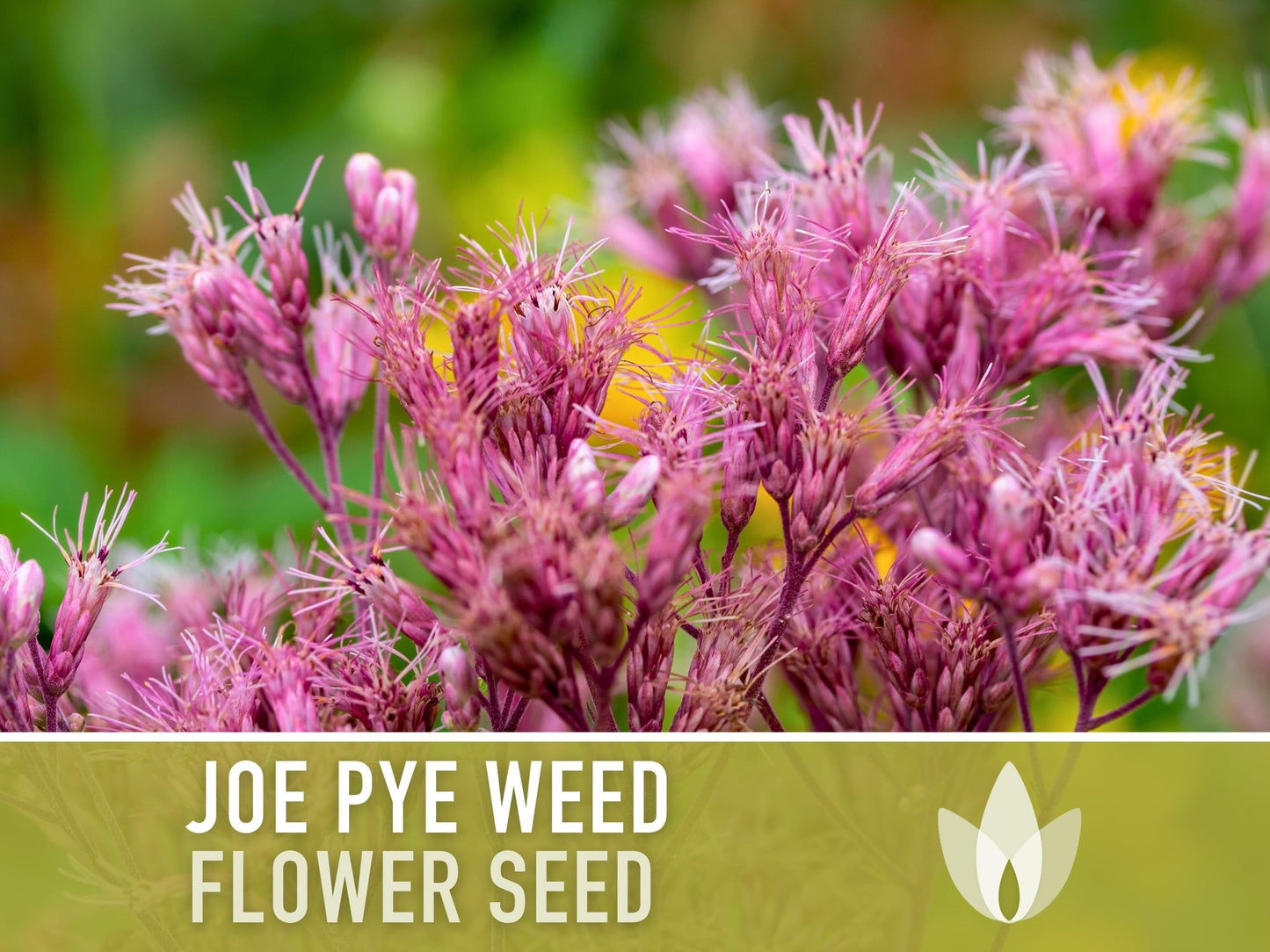 Joe Pye Weed, Spotted Flower Seeds - Heirloom Seeds, Native Seeds, Wildflower Seeds, Non-GMO