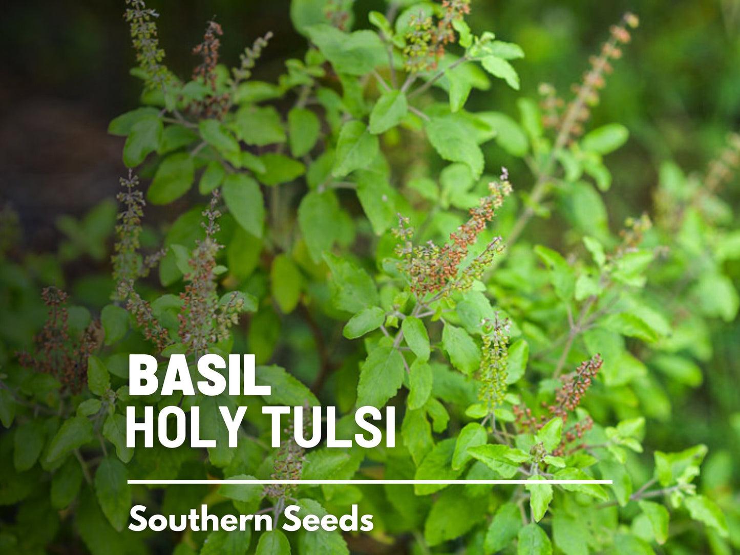 Holy Basil Seeds (Tulsi, Kapoor) – Heirloom Sacred Herb, Easy to Grow, Top Choice for Home Apothecaries & Tea | 250 Seeds