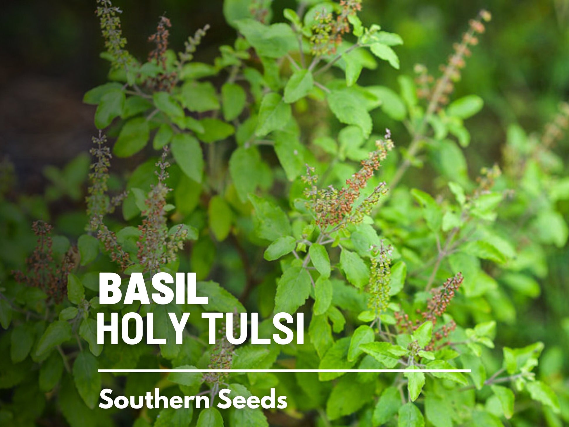 Holy Basil Seeds (Tulsi, Kapoor) – Heirloom Sacred Herb, Easy to Grow, Top Choice for Home Apothecaries & Tea | 250 Seeds