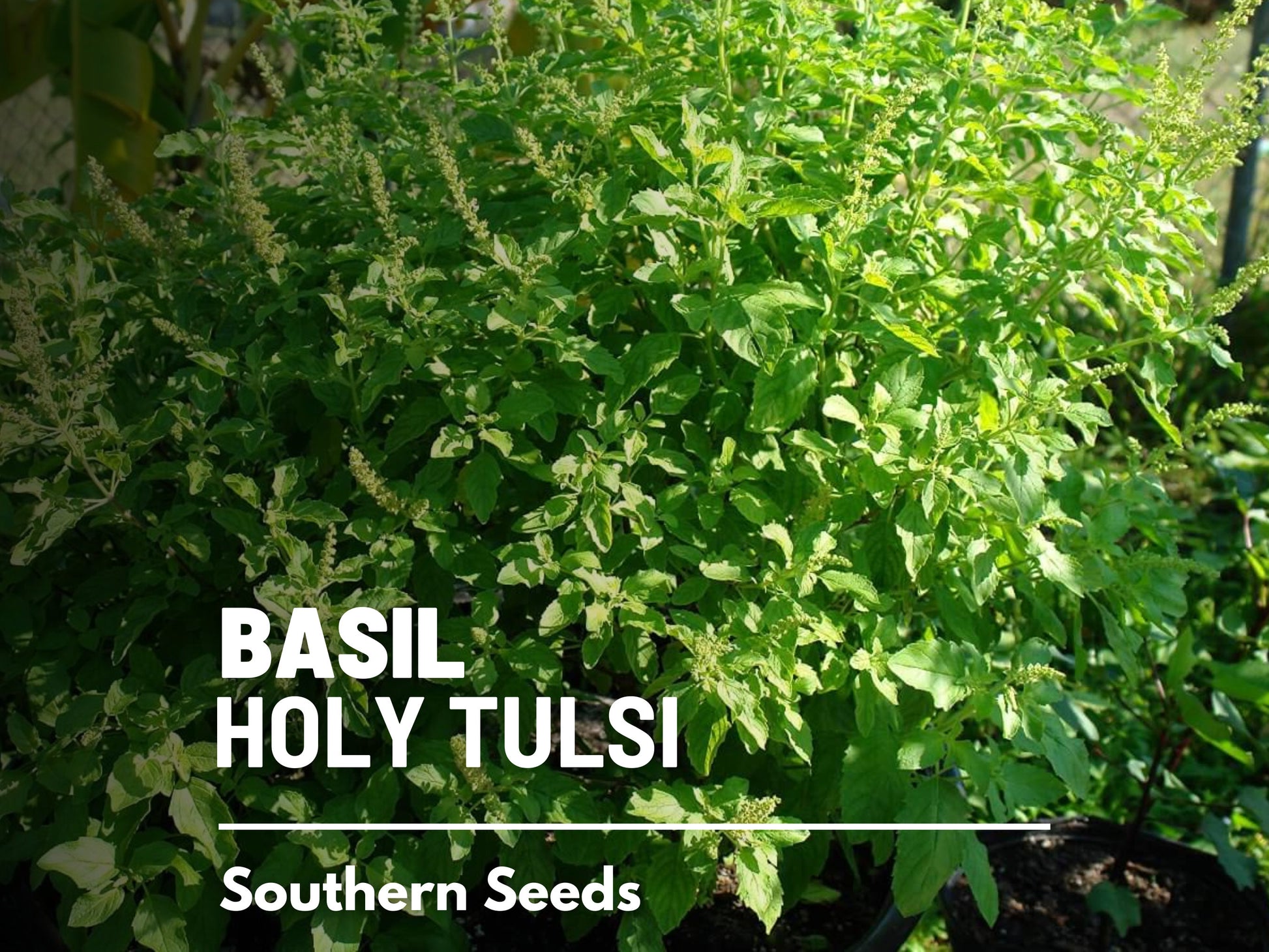 Holy Basil Seeds (Tulsi, Kapoor) – Heirloom Sacred Herb, Easy to Grow, Top Choice for Home Apothecaries & Tea | 250 Seeds