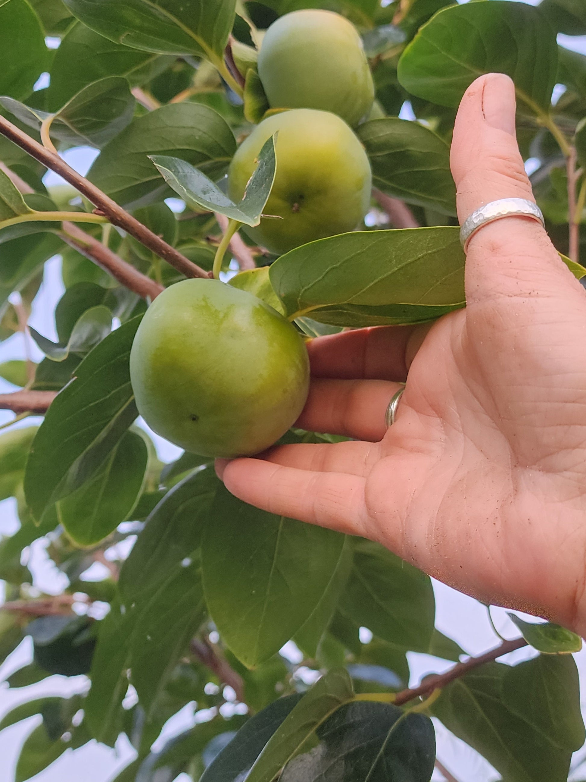 3 FUYU persimmons unrooted cuttings