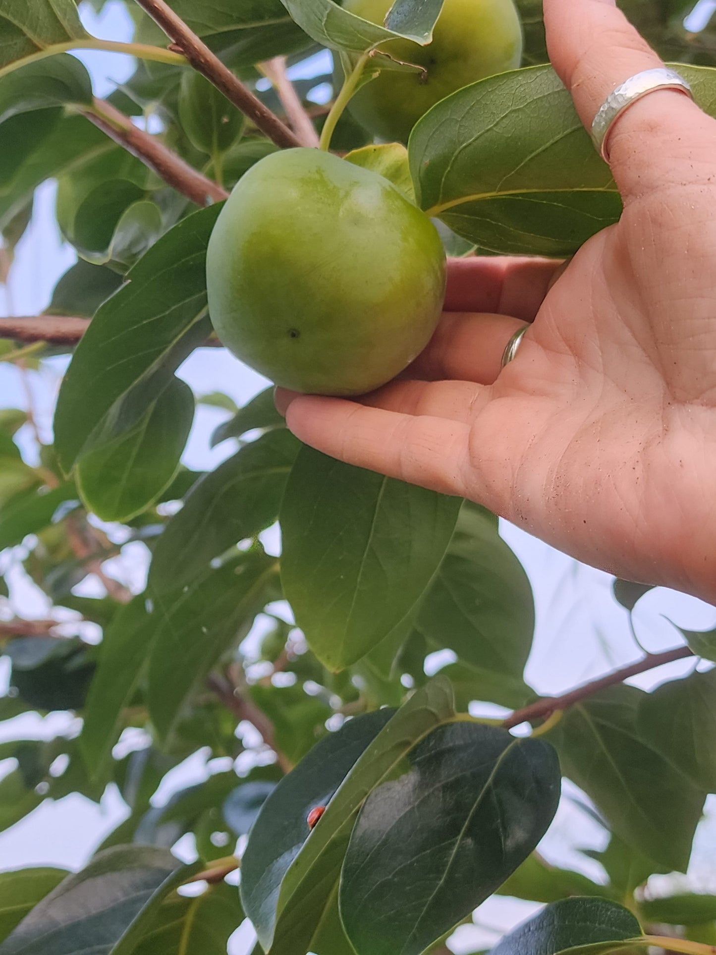 3 FUYU persimmons unrooted cuttings