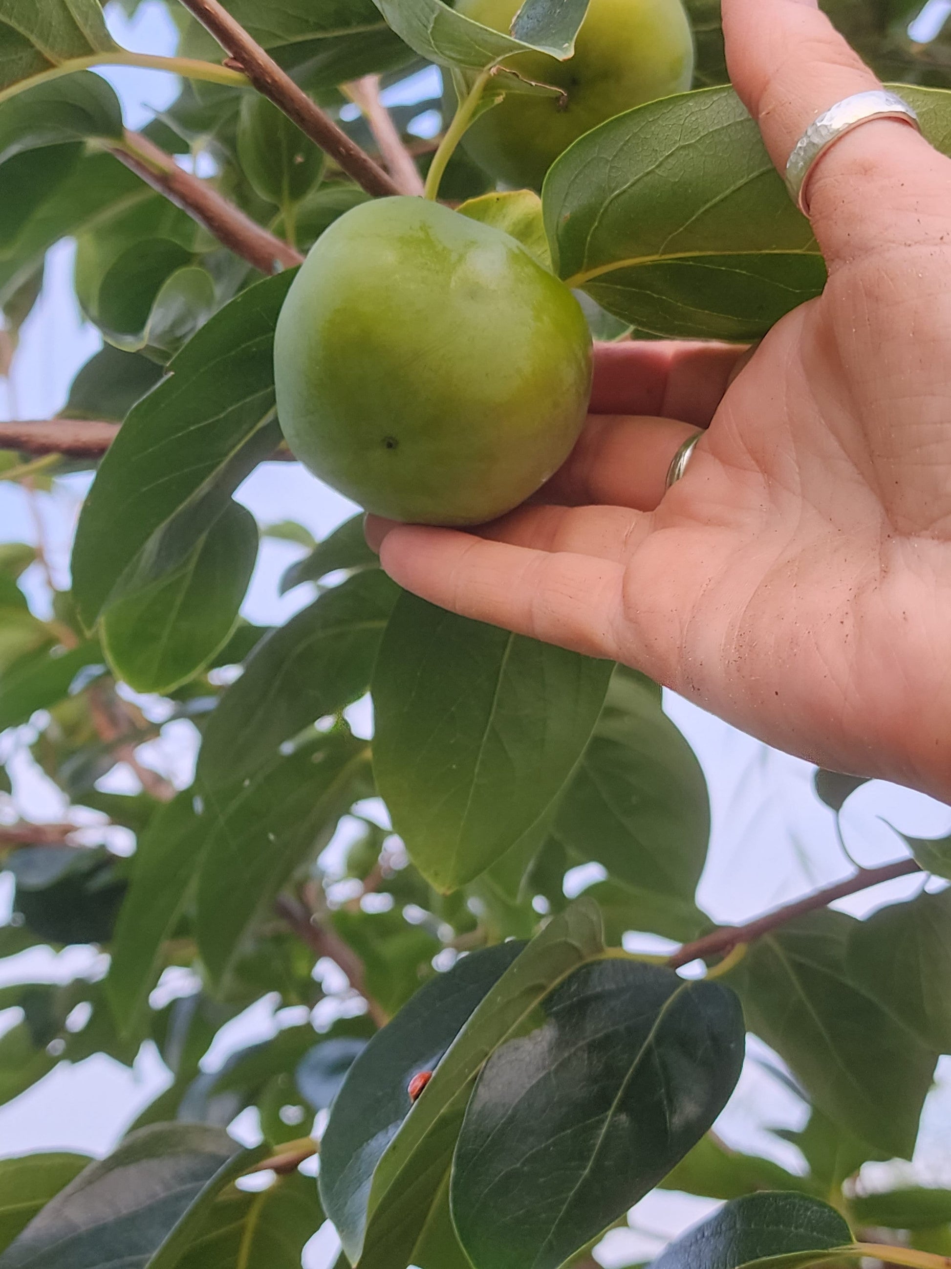 3 FUYU persimmons unrooted cuttings