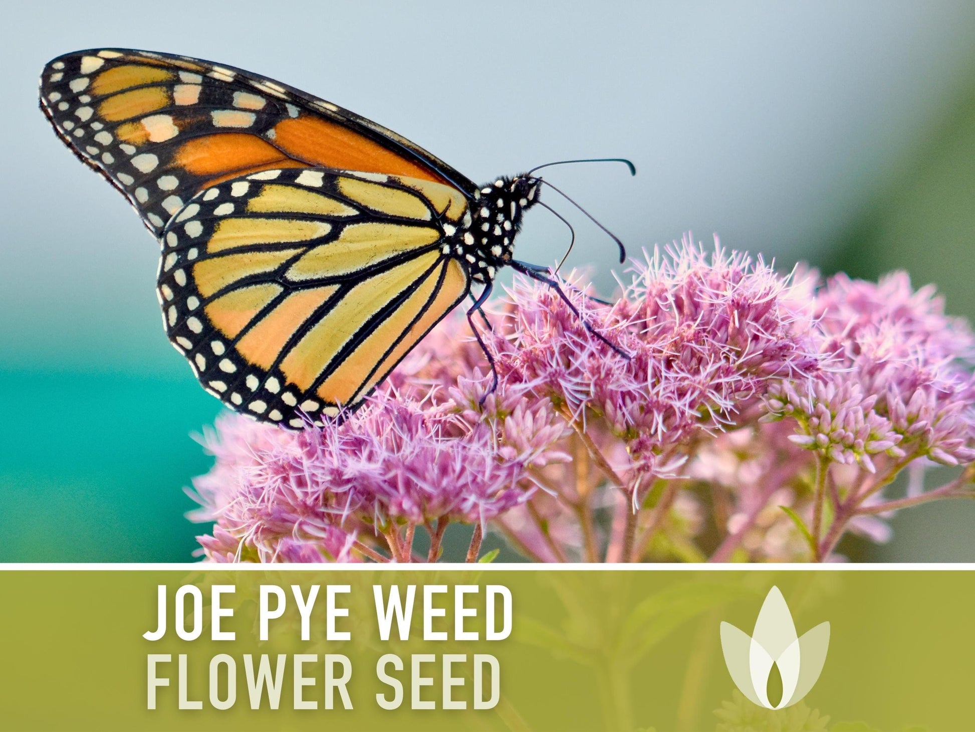 Joe Pye Weed, Spotted Flower Seeds - Heirloom Seeds, Native Seeds, Wildflower Seeds, Non-GMO