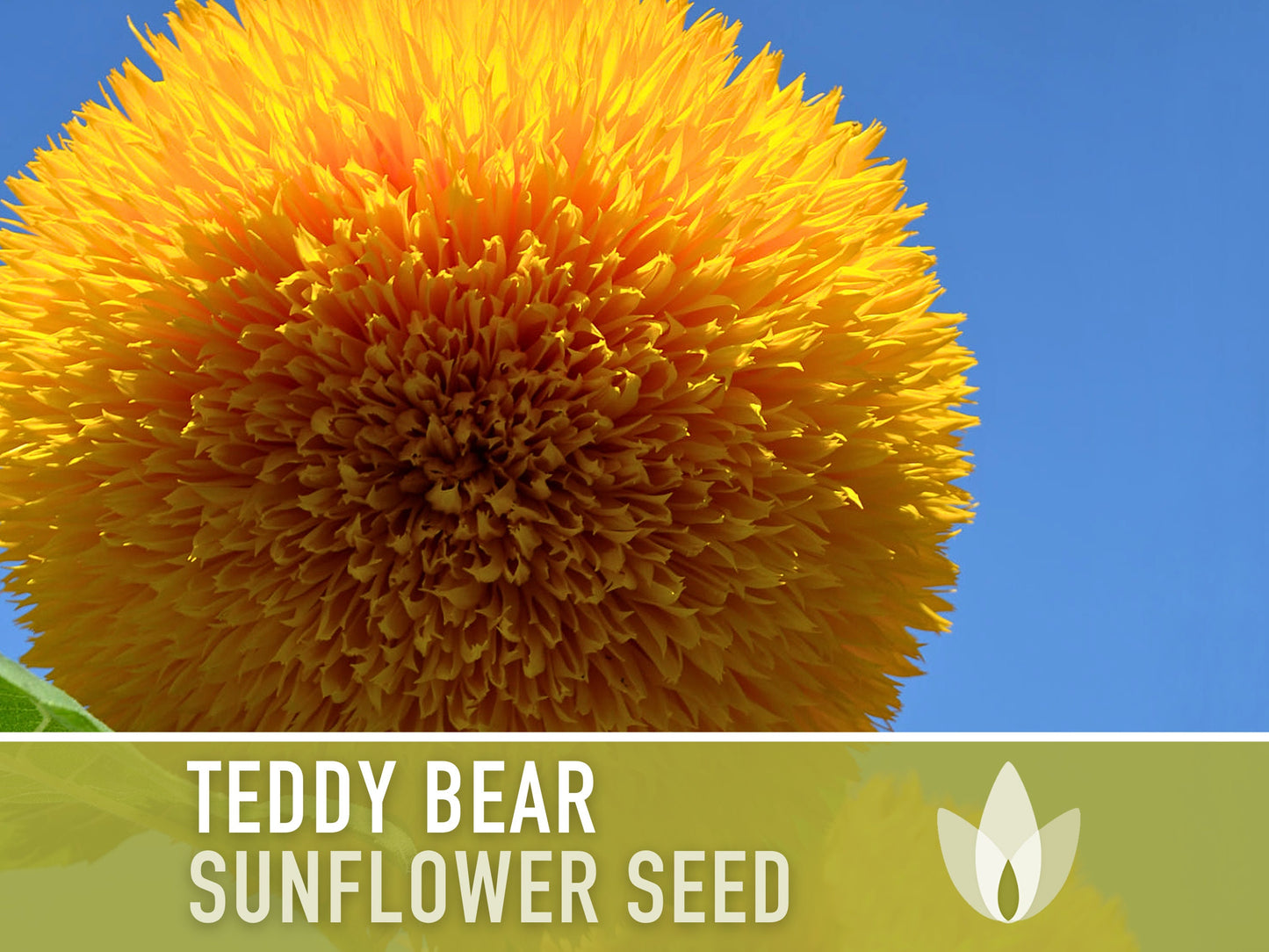 Children'S Garden - Heirloom Seed Collection, 10 Hand-Selected Seed Packets of Open Pollinated, Non-Gmo Heirloom Seeds