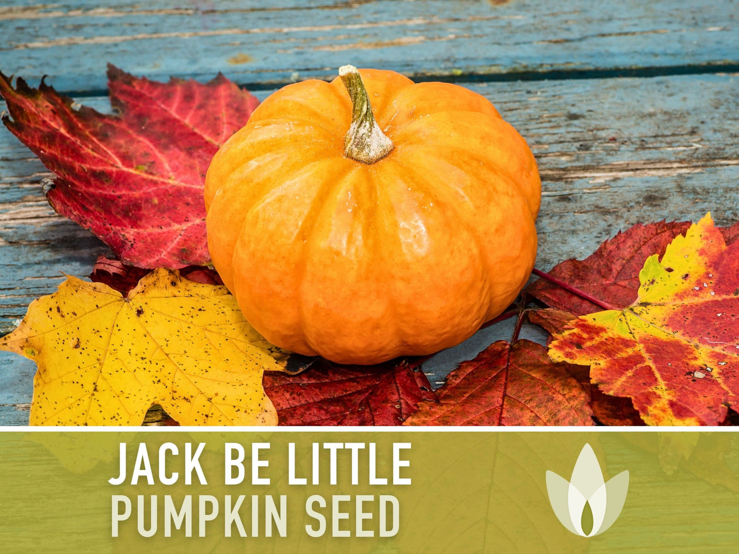 Children'S Garden - Heirloom Seed Collection, 10 Hand-Selected Seed Packets of Open Pollinated, Non-Gmo Heirloom Seeds