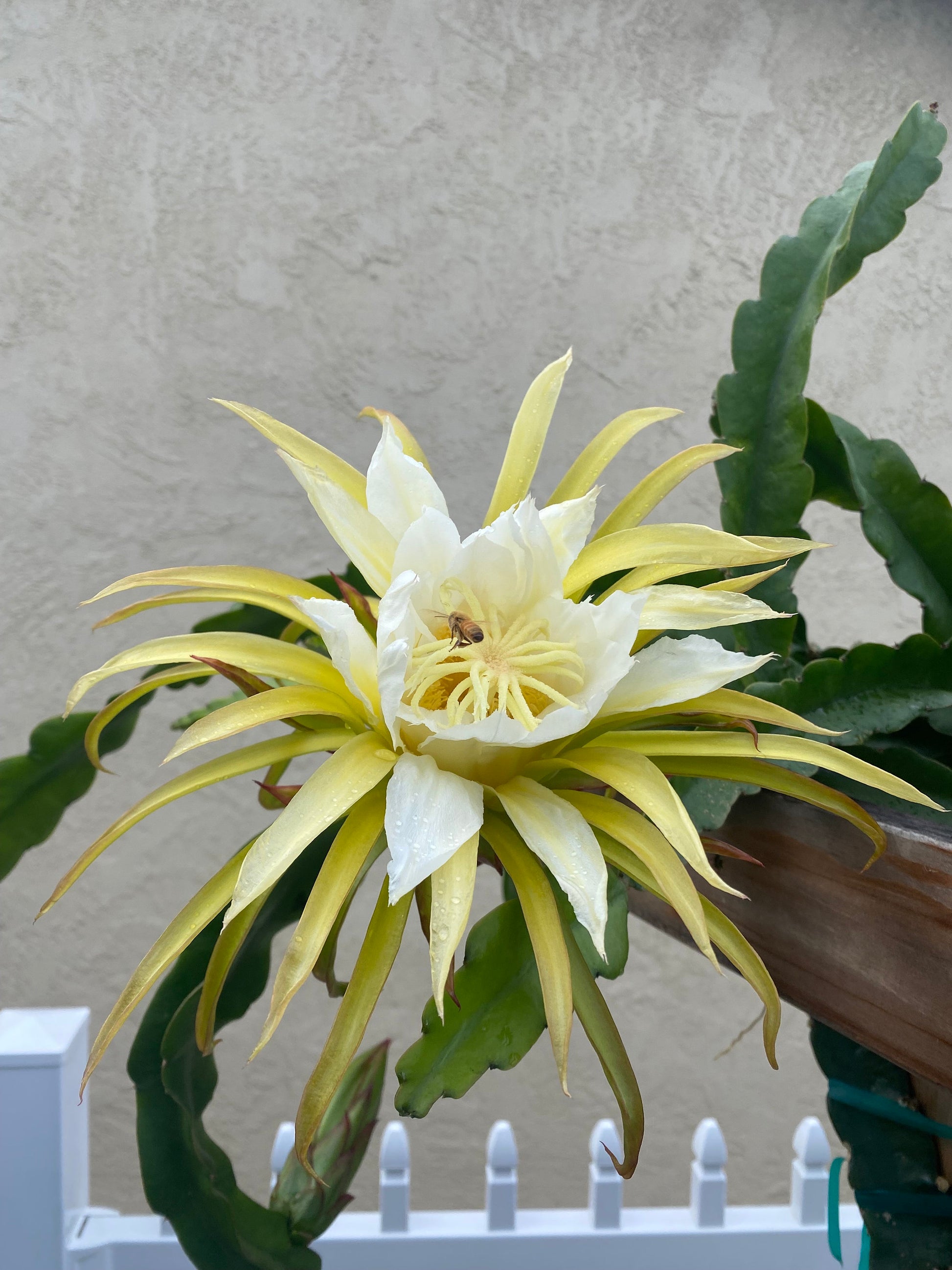 Dragon Fruit Plants(Cuttings)