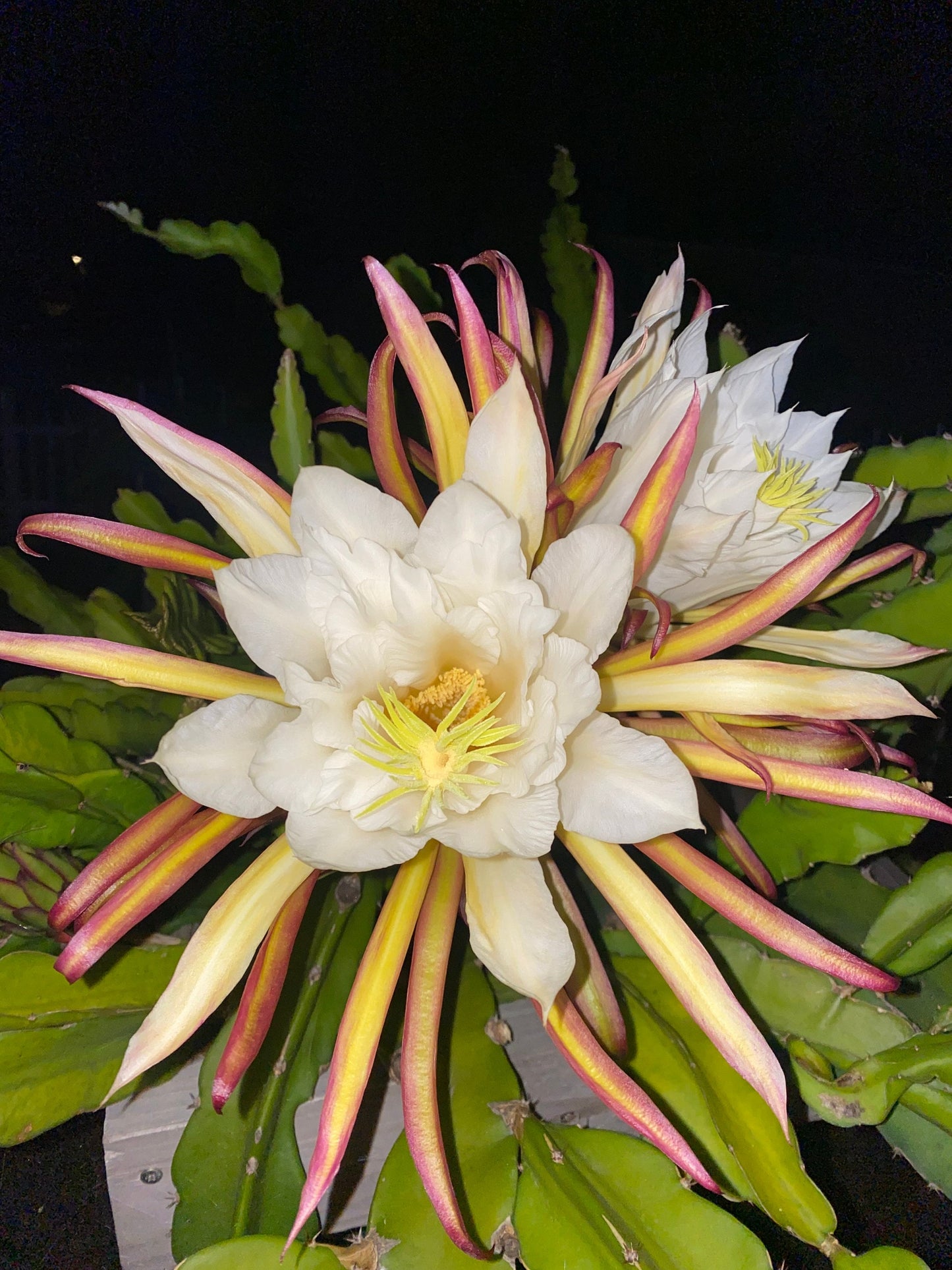 Dragon Fruit Plants(Cuttings)