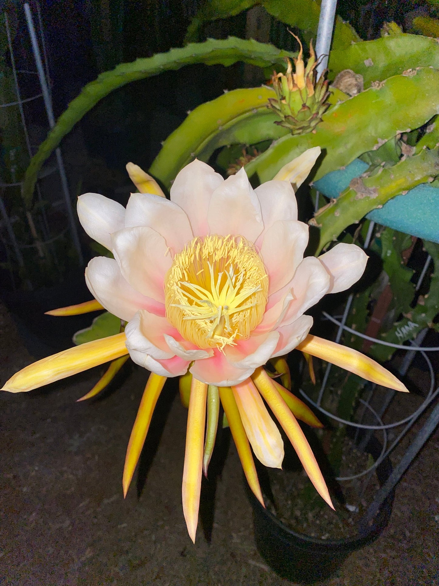 Dragon Fruit Plants(Cuttings)