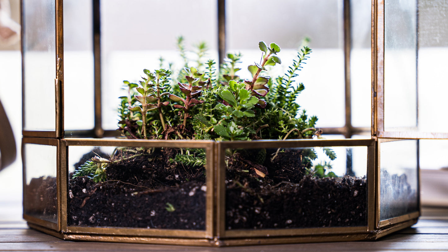 Urban Born Large Terrarium Birdcage, Glass and Metal Indoor Display Case, Unique Gift Idea, Succulent Container, Orchid Planter, Home Decor.