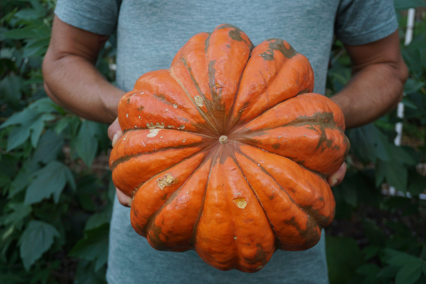 10 'Orange Bulldog Pumpkin' Seeds, Disease Resistant Jack-o’-lantern, Cucurbita maxima, University of Georgia Pumpkin Seeds, Seed The Stars