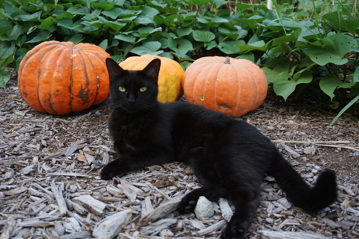 10 'Orange Bulldog Pumpkin' Seeds, Disease Resistant Jack-o’-lantern, Cucurbita maxima, University of Georgia Pumpkin Seeds, Seed The Stars