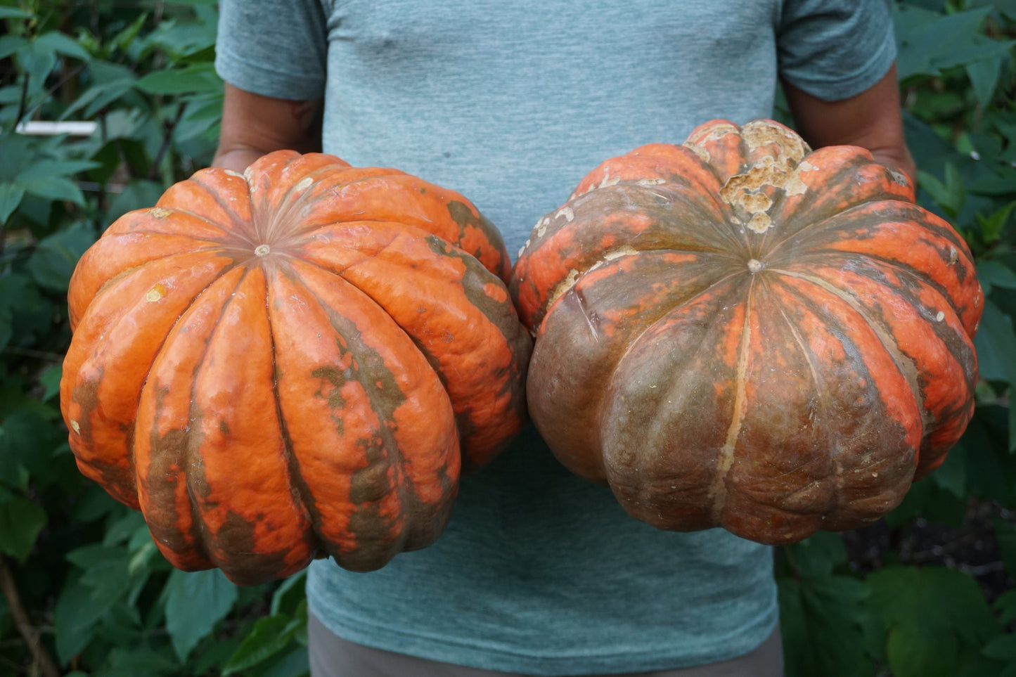10 'Orange Bulldog Pumpkin' Seeds, Disease Resistant Jack-o’-lantern, Cucurbita maxima, University of Georgia Pumpkin Seeds, Seed The Stars