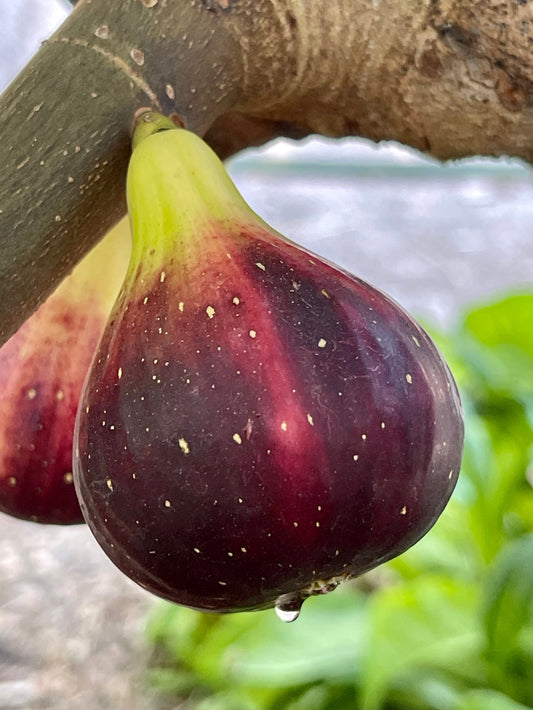 Premium Fig Tree Cuttings – Angelito, Calderona, Jolly Rancher’s, Irane Black & More - Summer Cuttings