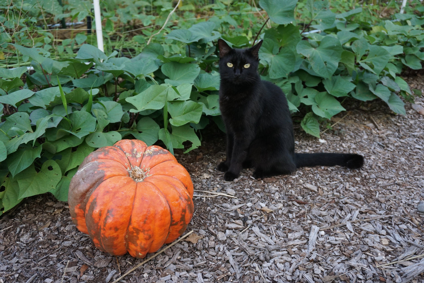 10 'Orange Bulldog Pumpkin' Seeds, Disease Resistant Jack-o’-lantern, Cucurbita maxima, University of Georgia Pumpkin Seeds, Seed The Stars