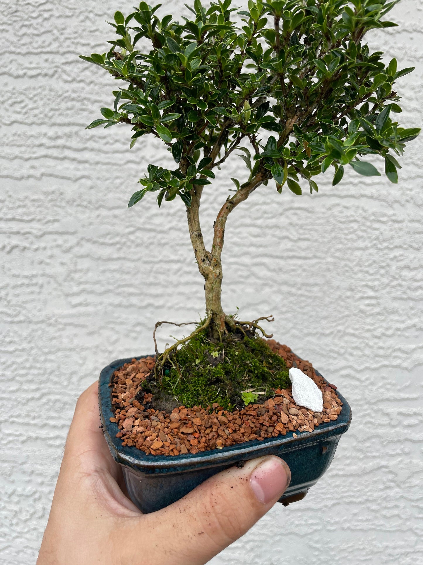 Mount Fuji Serissa Bonsai Tree - White Flowering Bonsai - 4 Inch Glazed Bonsai Pot with Live Moss