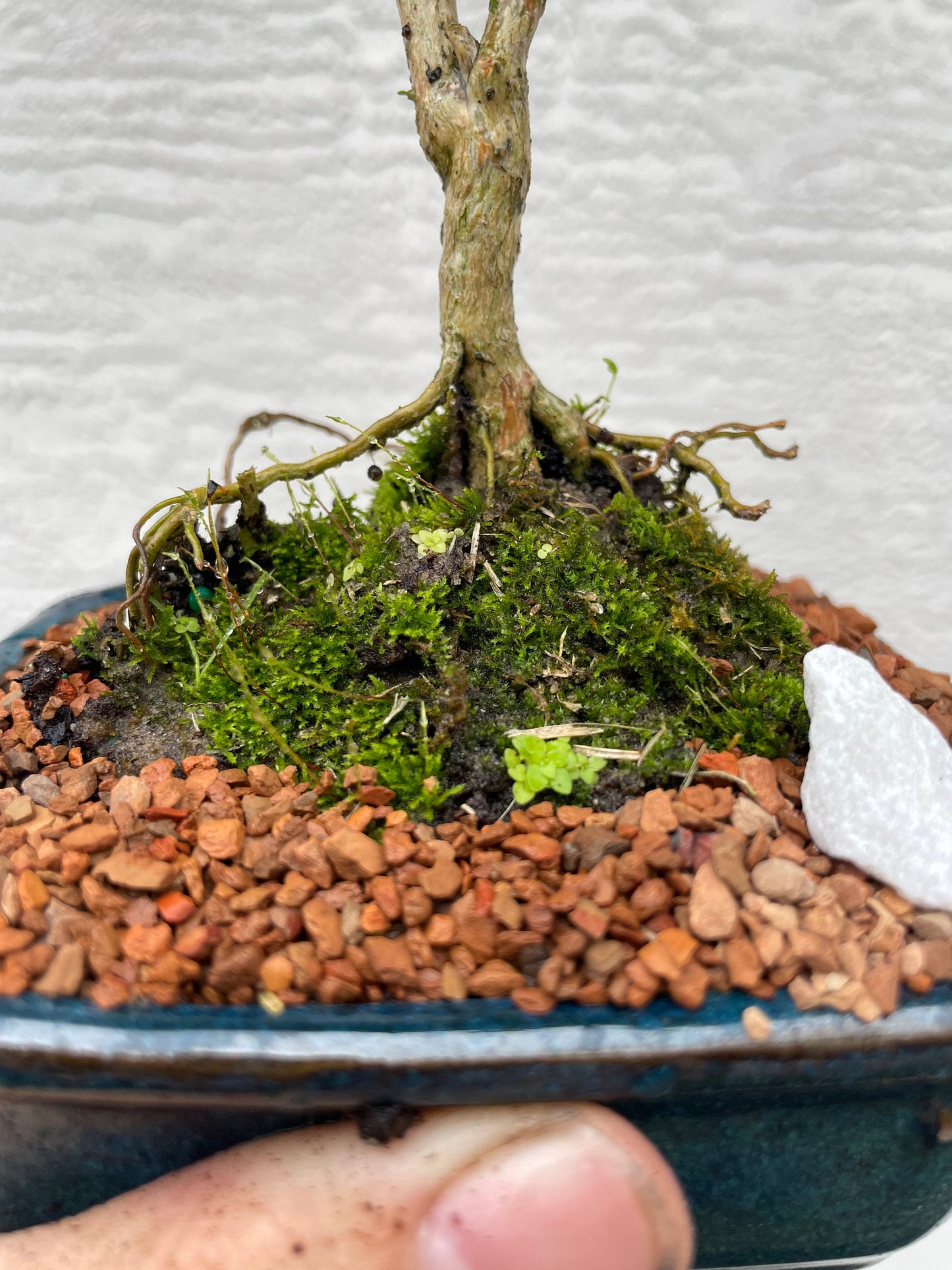 Mount Fuji Serissa Bonsai Tree - White Flowering Bonsai - 4 Inch Glazed Bonsai Pot with Live Moss
