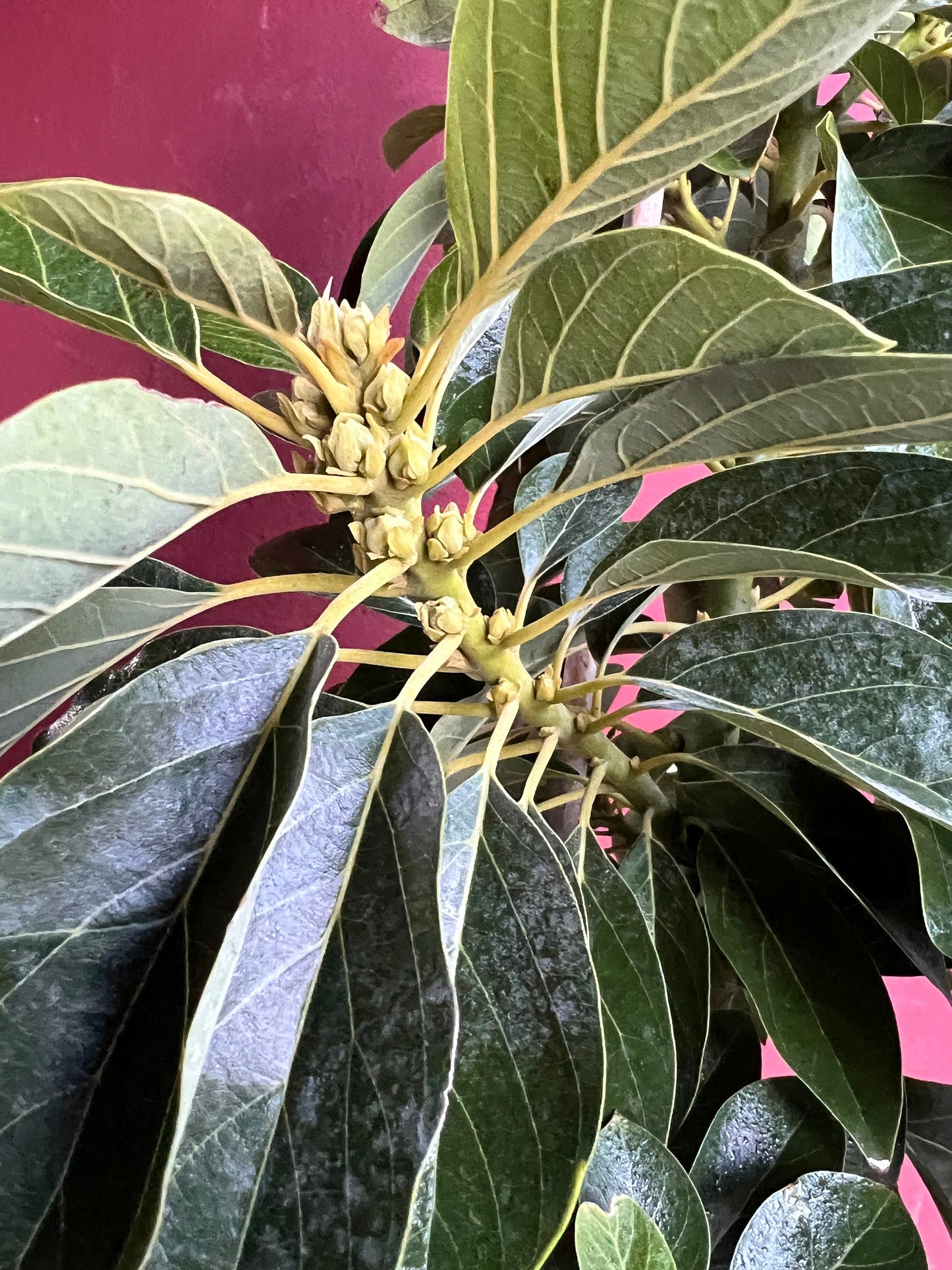 Avocado 'Choquette', Persia americana Tree , Grafted in 3 Gallon Pot, No Ship HI