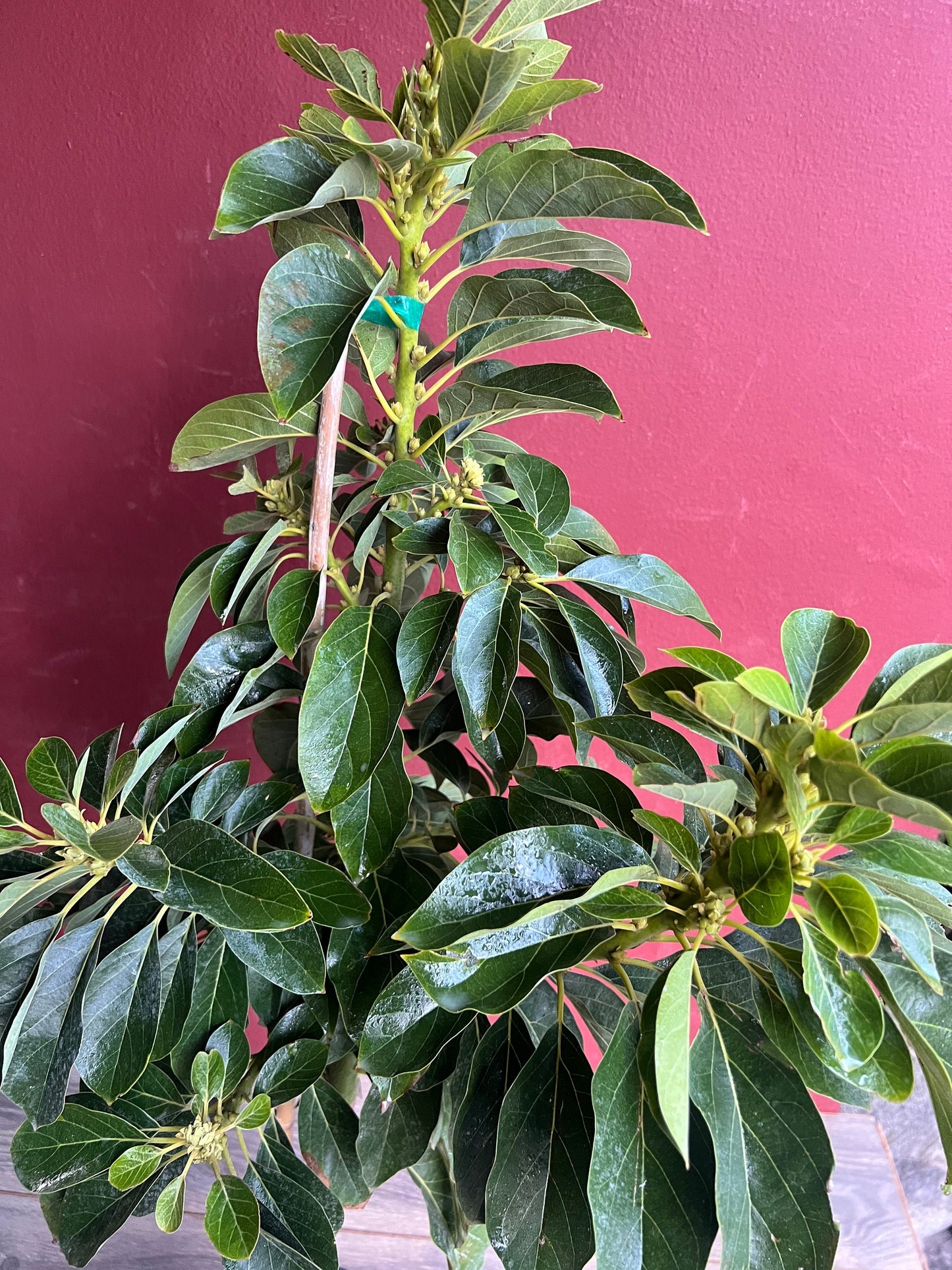 Avocado 'Choquette', Persia americana Tree , Grafted in 3 Gallon Pot, No Ship HI