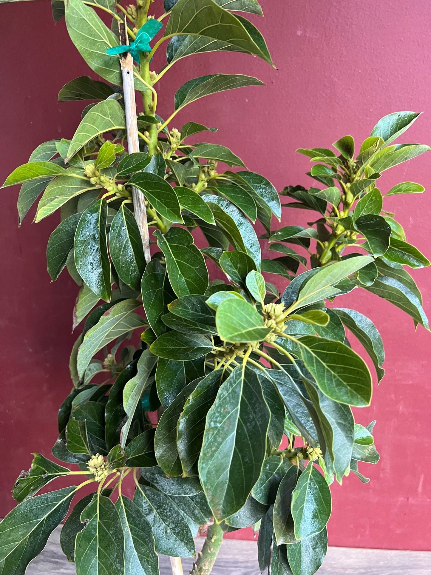 Avocado 'Choquette', Persia americana Tree , Grafted in 3 Gallon Pot, No Ship HI