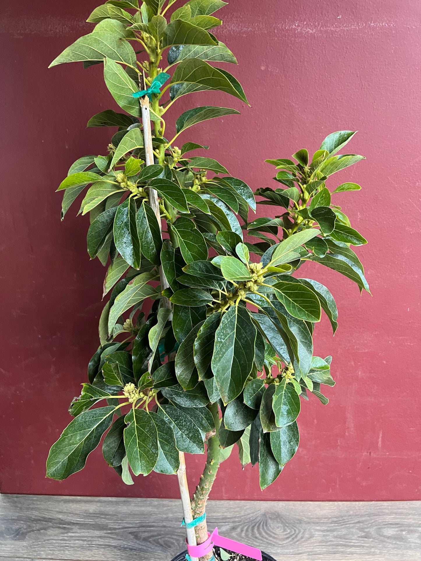 Avocado 'Choquette', Persia americana Tree , Grafted in 3 Gallon Pot, No Ship HI