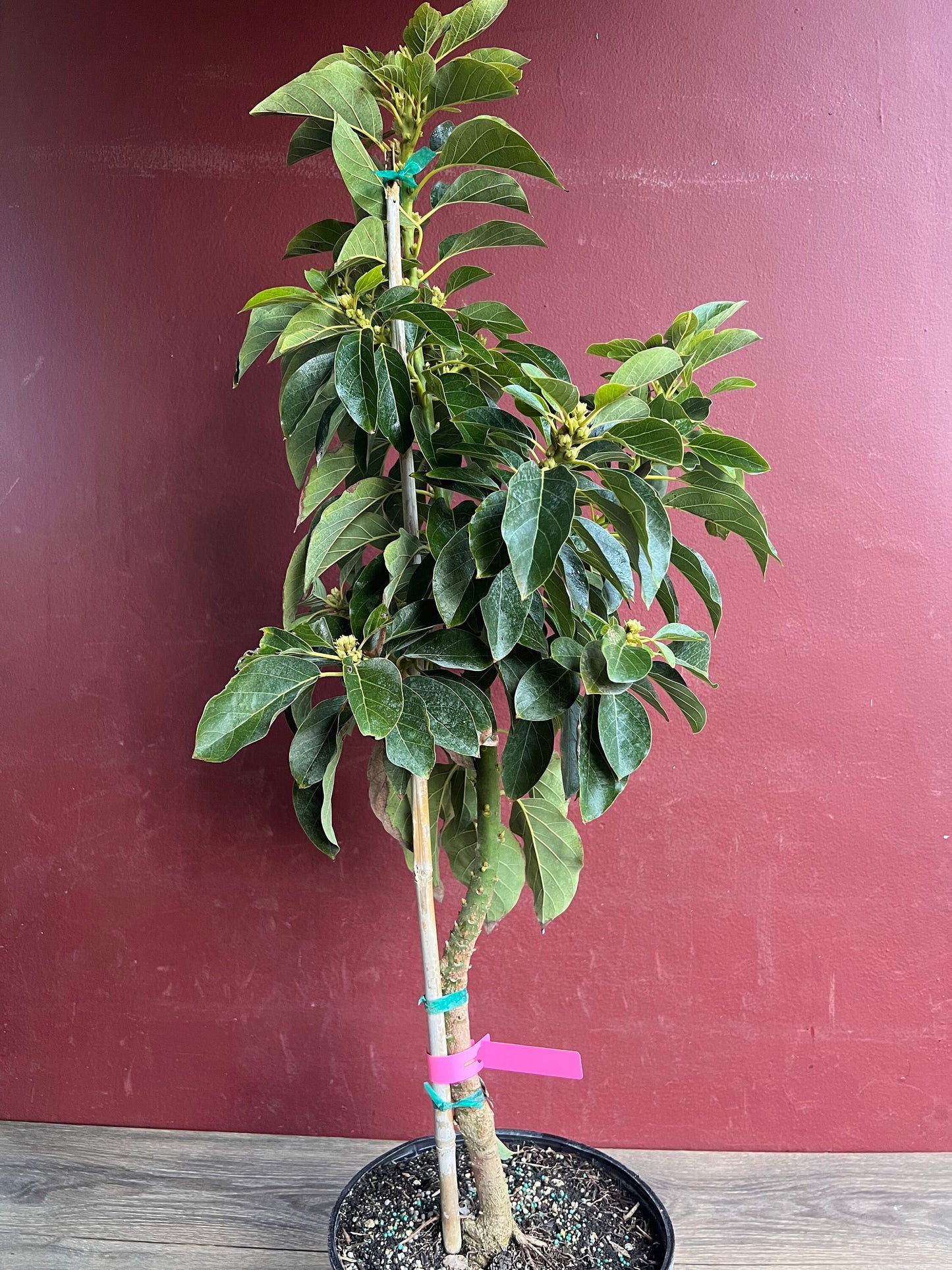 Avocado 'Choquette', Persia americana Tree , Grafted in 3 Gallon Pot, No Ship HI