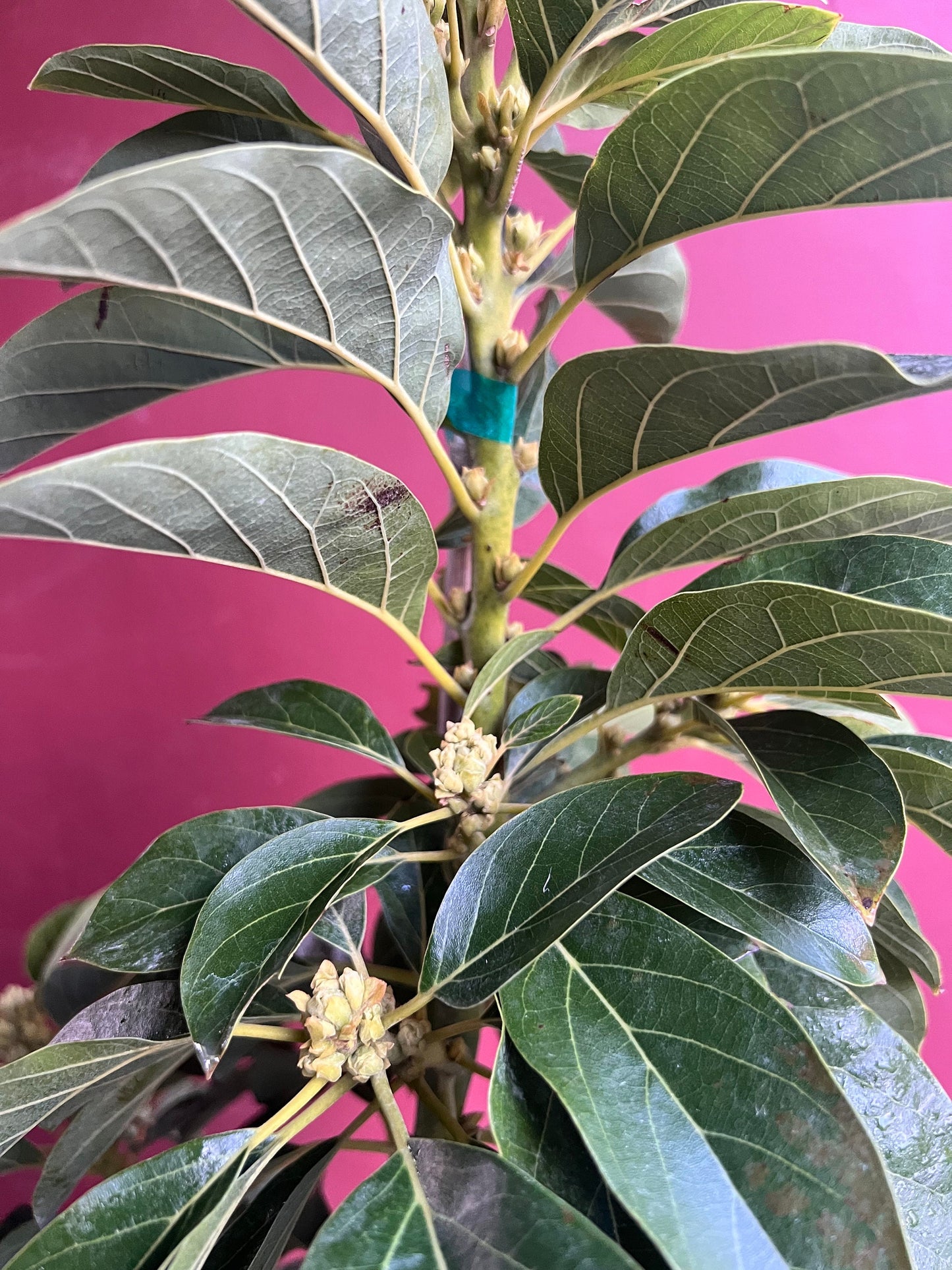Avocado 'Choquette', Persia americana Tree , Grafted in 3 Gallon Pot, No Ship HI
