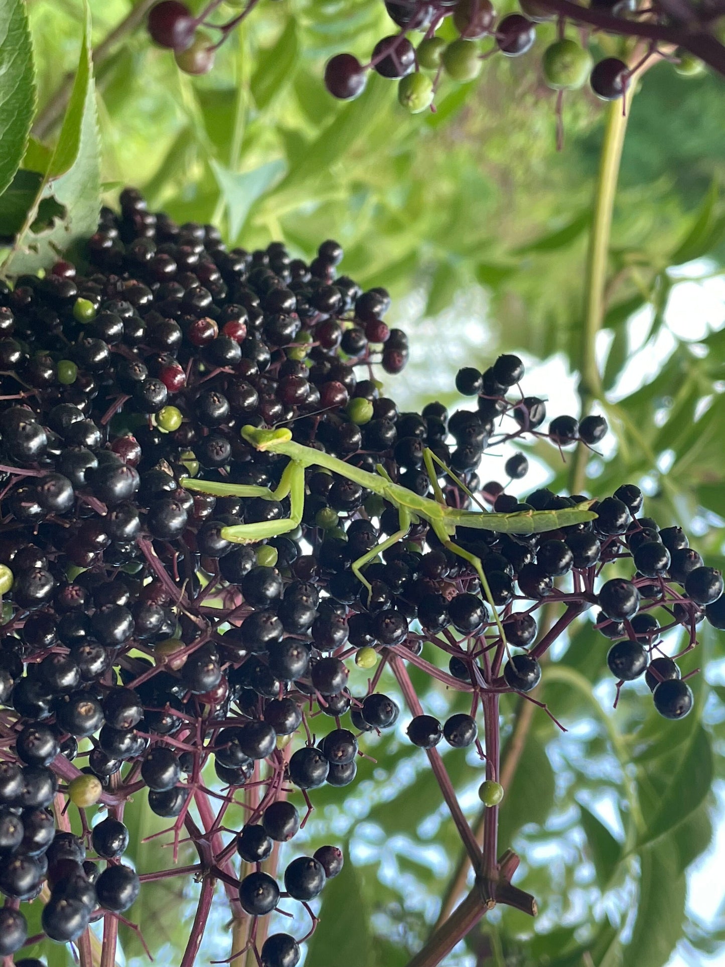 American Elderberry Cuttings, Sambucus Canadensis, American elder, American elderberry