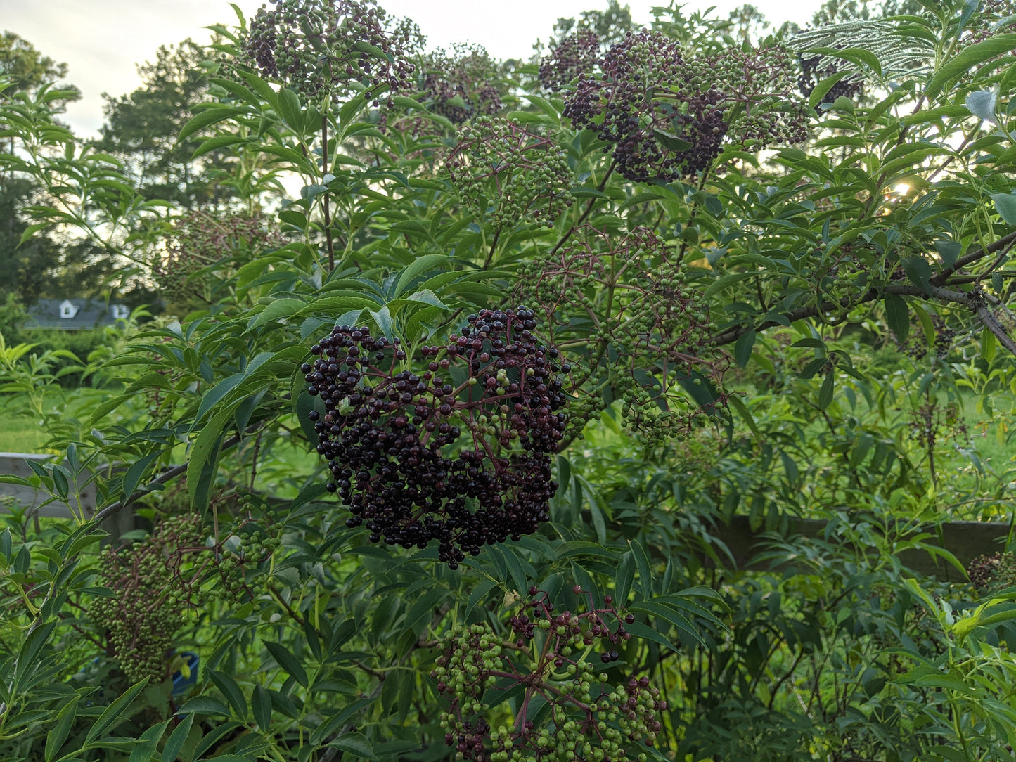American Elderberry Cuttings, Sambucus Canadensis, American elder, American elderberry