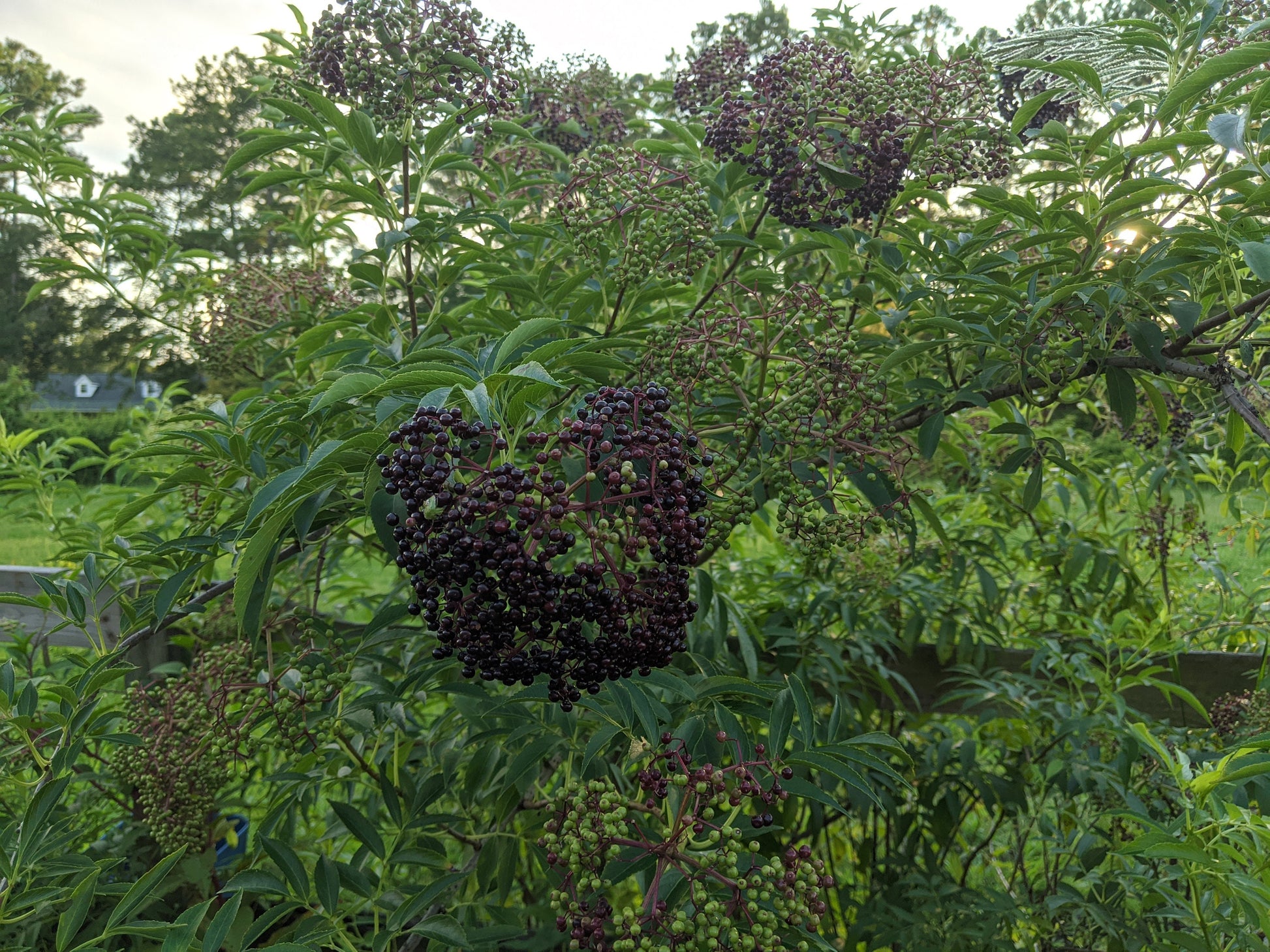 American Elderberry Cuttings, Sambucus Canadensis, American elder, American elderberry
