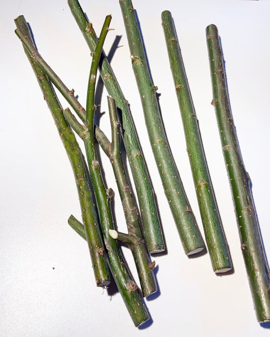 5 + 1 FREE Weeping Willow Cuttings is the a great accent in your garden. Free Shipping!!!!!!!! Green Garden Corner.
