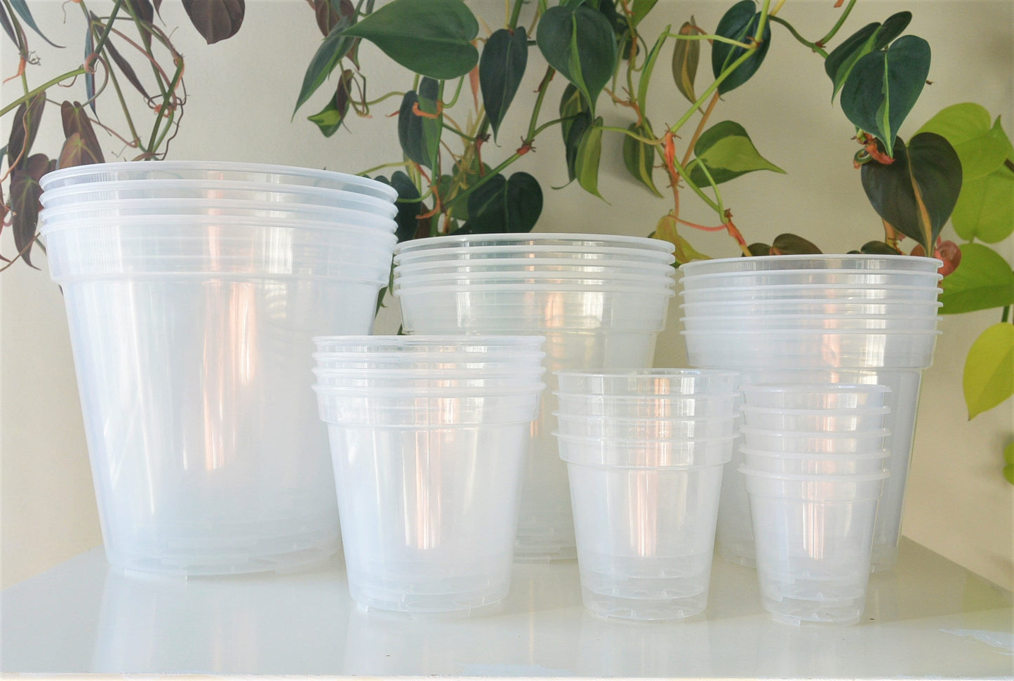 6", 7", 8", 9", 10", 12" Clear Nursery Pots Plastic Round Transparent Planter with Drainage for Indoor Plants Alocasia Hoya Monstera Philo