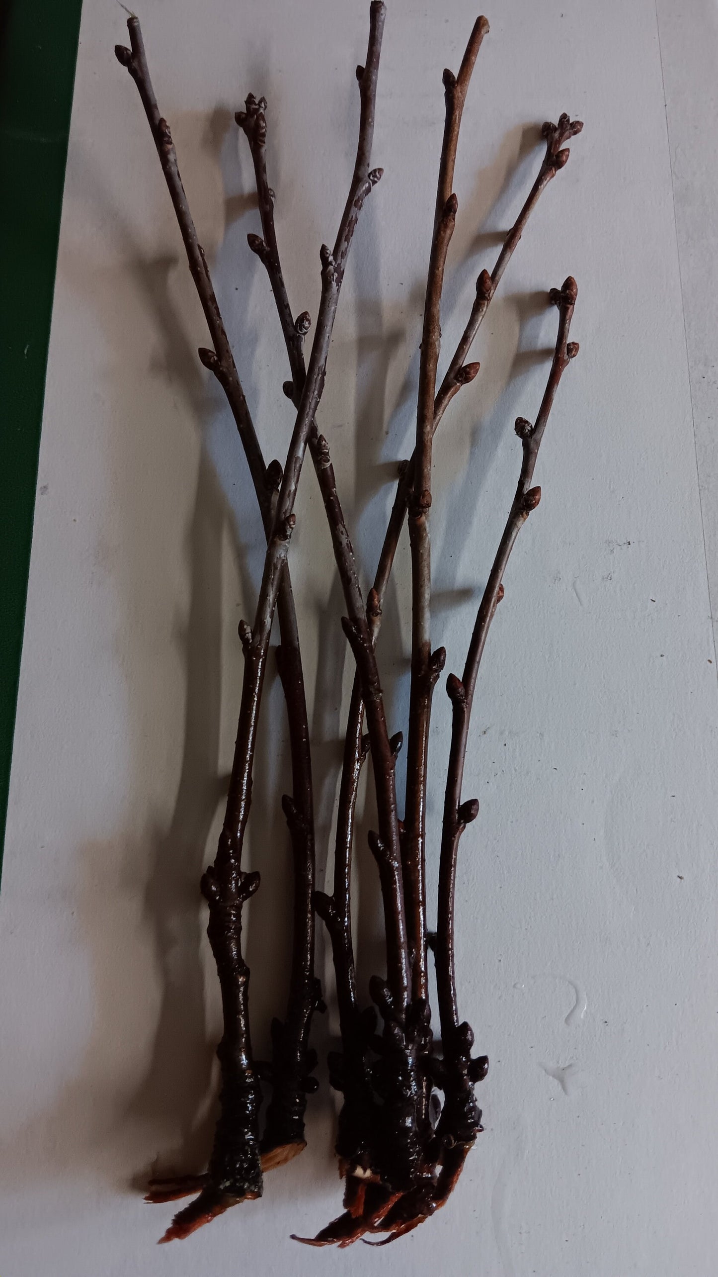 BLACK TARTARIAN SWEET Cherry ,Prunus avium - hardwood cuttings, scion wood-6 organic cuttings.
