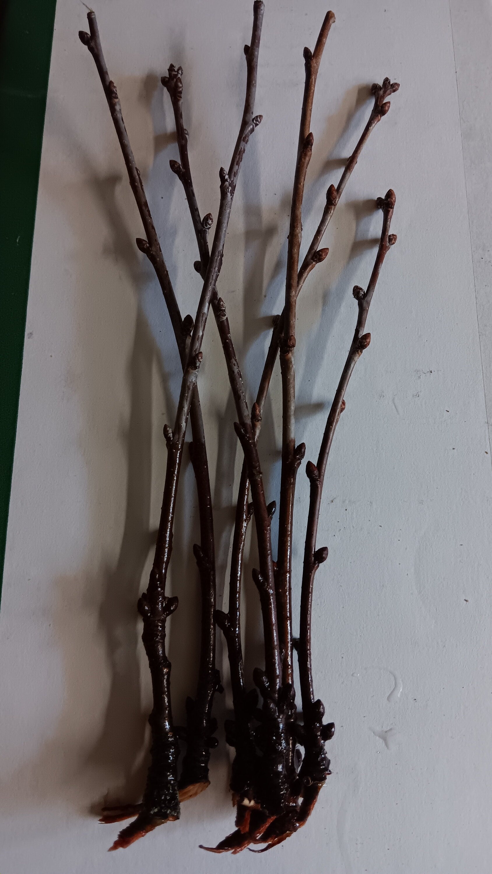 BLACK TARTARIAN SWEET Cherry ,Prunus avium - hardwood cuttings, scion wood-6 organic cuttings.