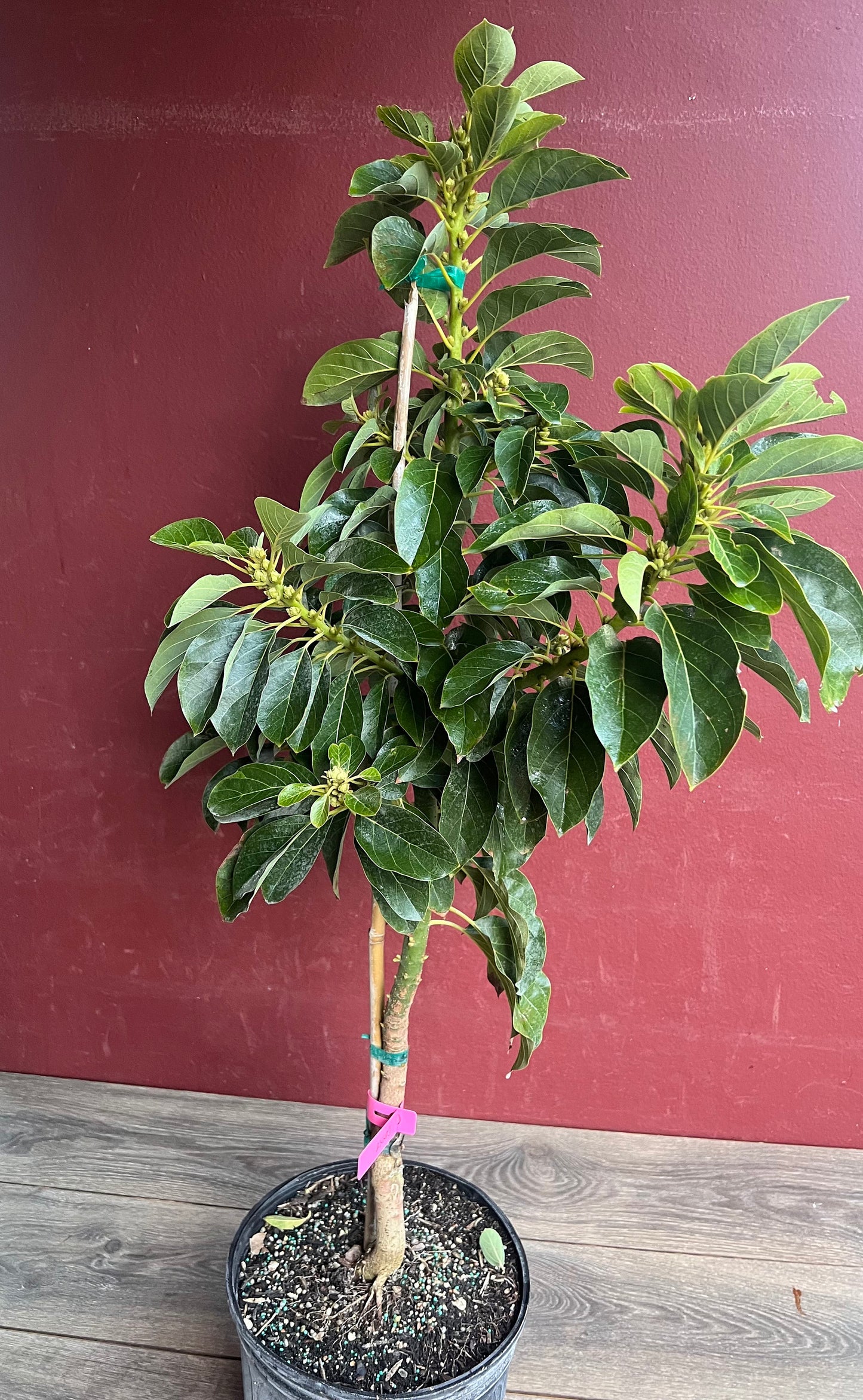 Avocado 'Choquette', Persia americana Tree , Grafted in 3 Gallon Pot, No Ship HI