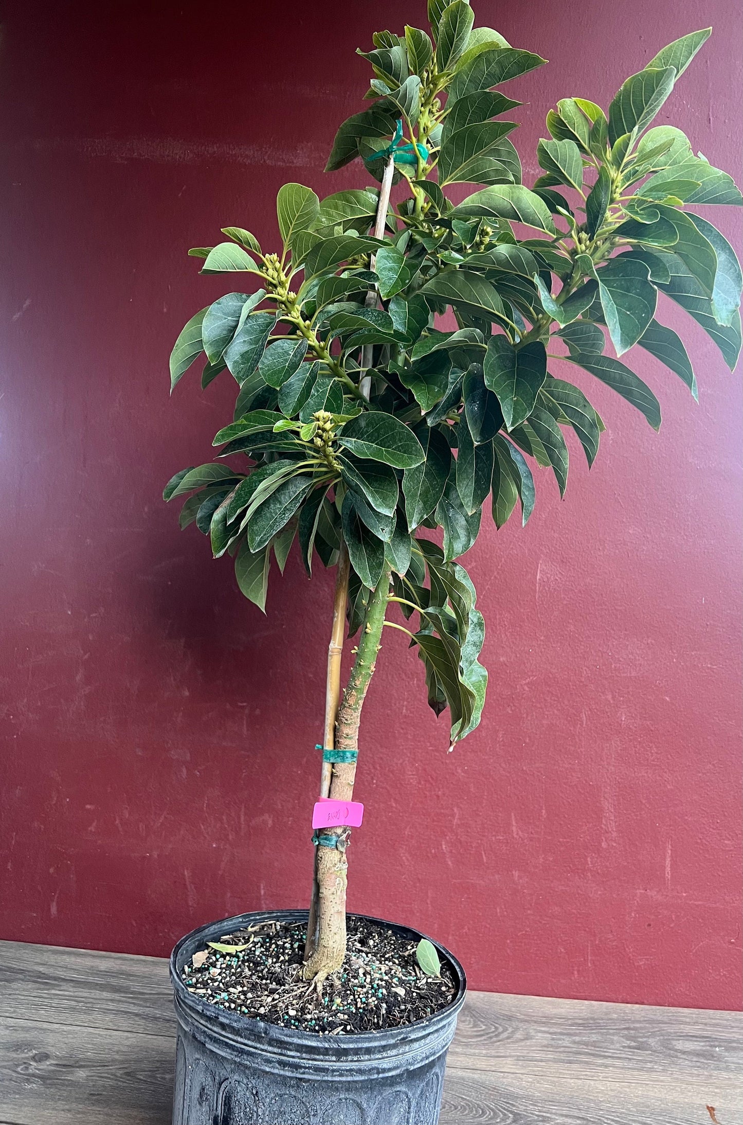 Avocado 'Choquette', Persia americana Tree , Grafted in 3 Gallon Pot, No Ship HI