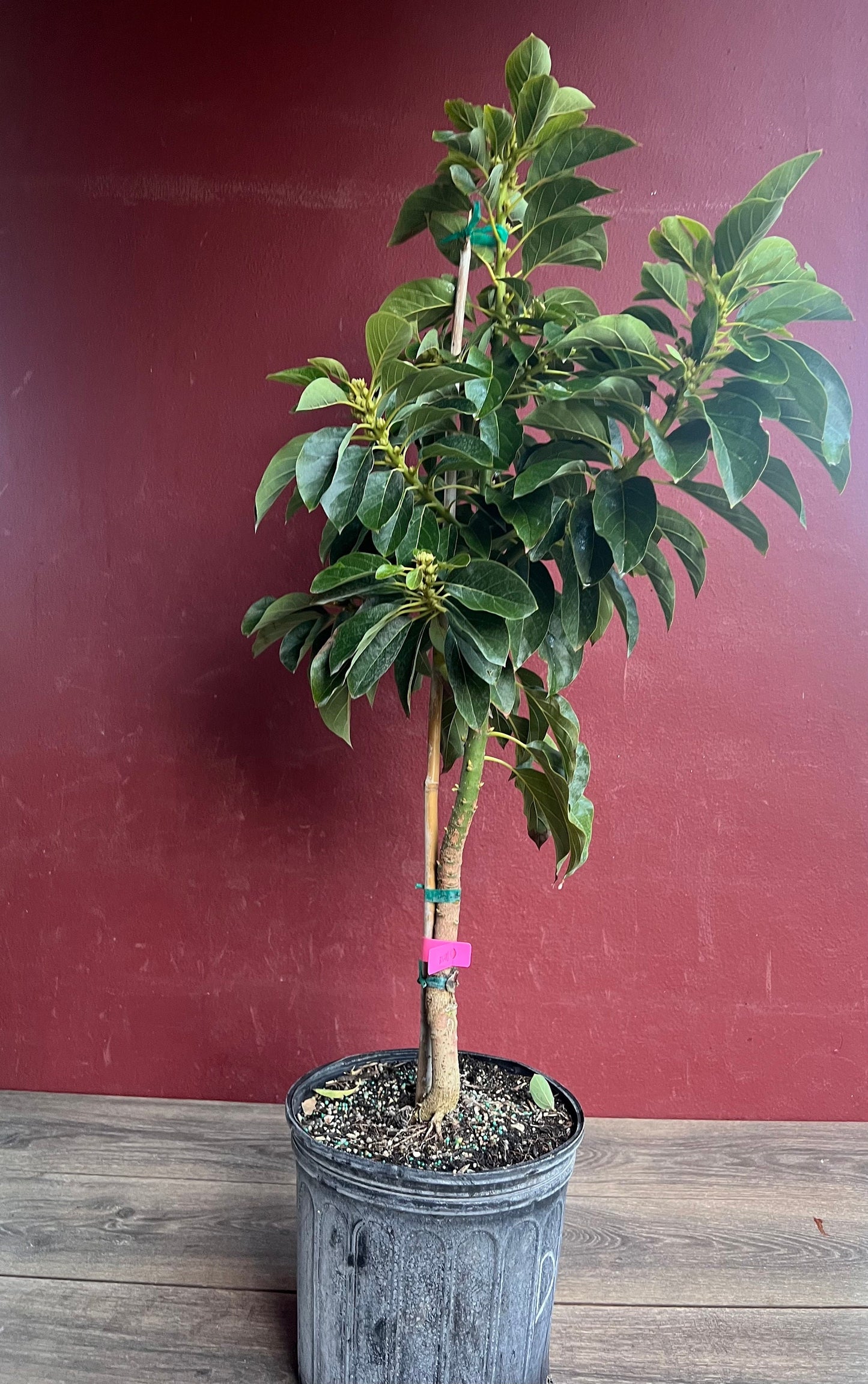 Avocado 'Choquette', Persia americana Tree , Grafted in 3 Gallon Pot, No Ship HI