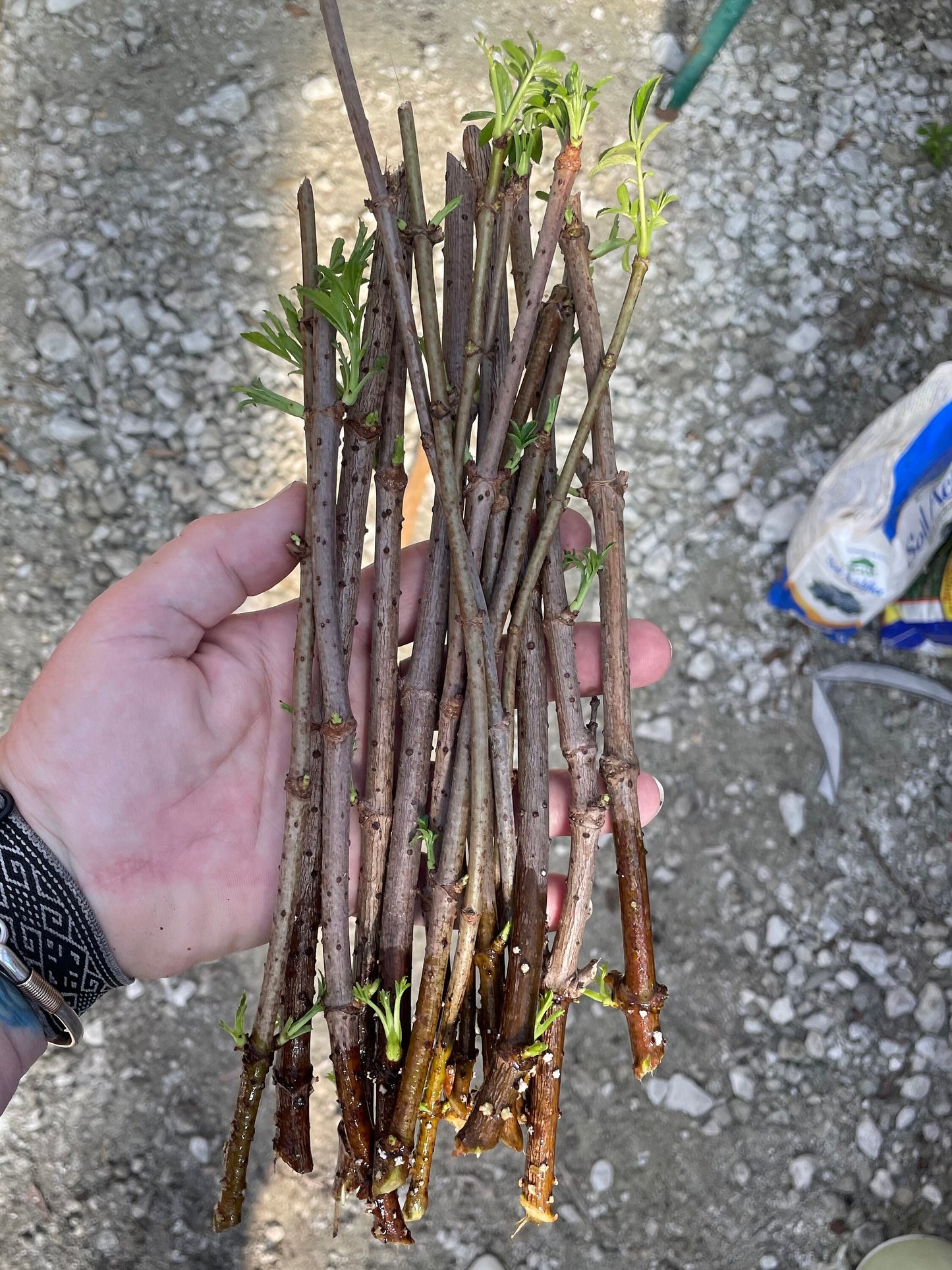 American Elderberry Cuttings, Sambucus Canadensis, American elder, American elderberry