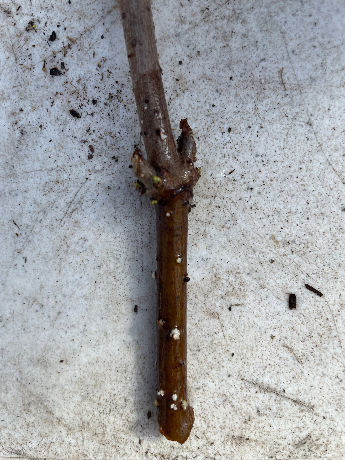American Elderberry Cuttings, Sambucus Canadensis, American elder, American elderberry