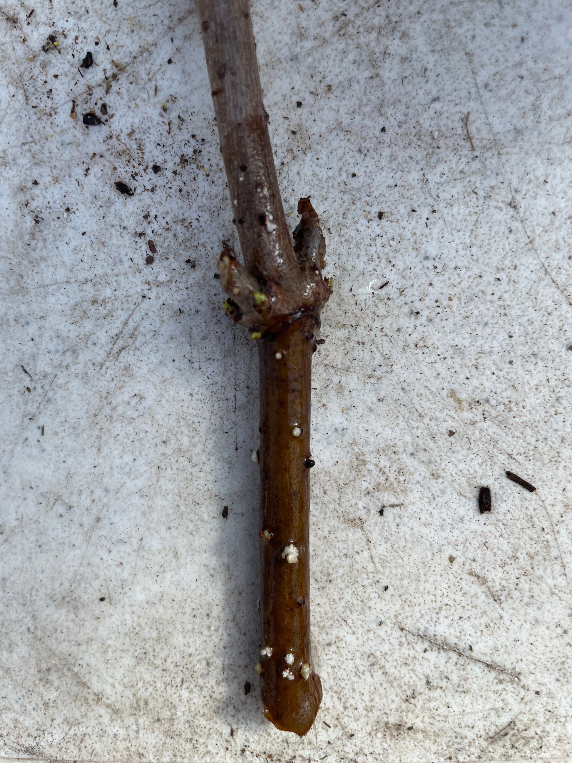 American Elderberry Cuttings, Sambucus Canadensis, American elder, American elderberry