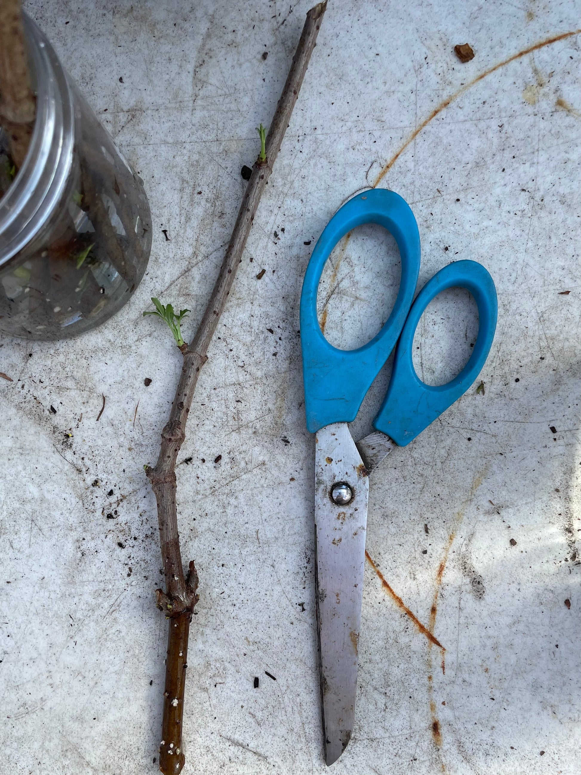 American Elderberry Cuttings, Sambucus Canadensis, American elder, American elderberry